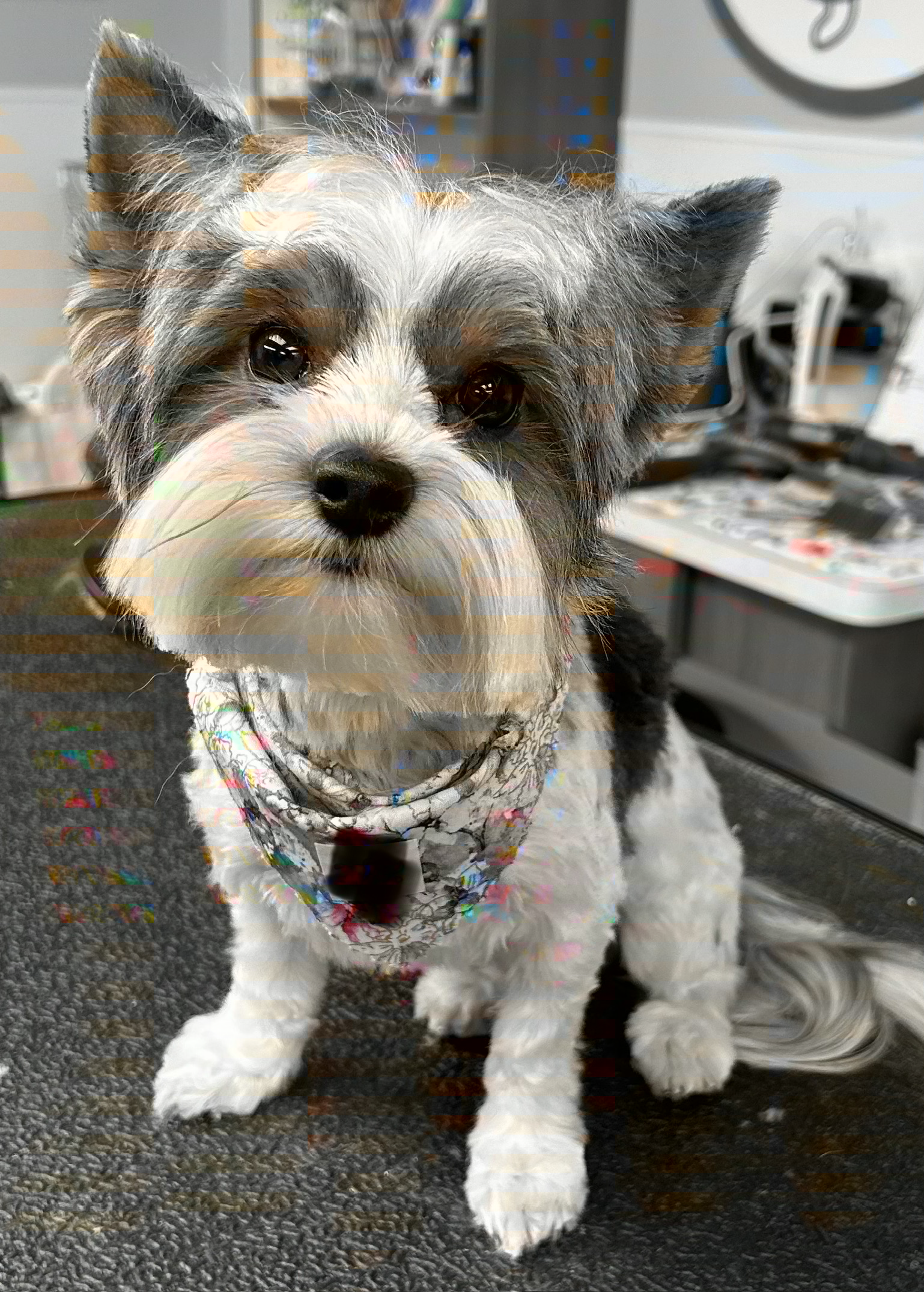 A small dog, possibly a Border Collie mix, sitting on a textured gray surface in an indoor setting, with a bandana around its neck and a curious expression.