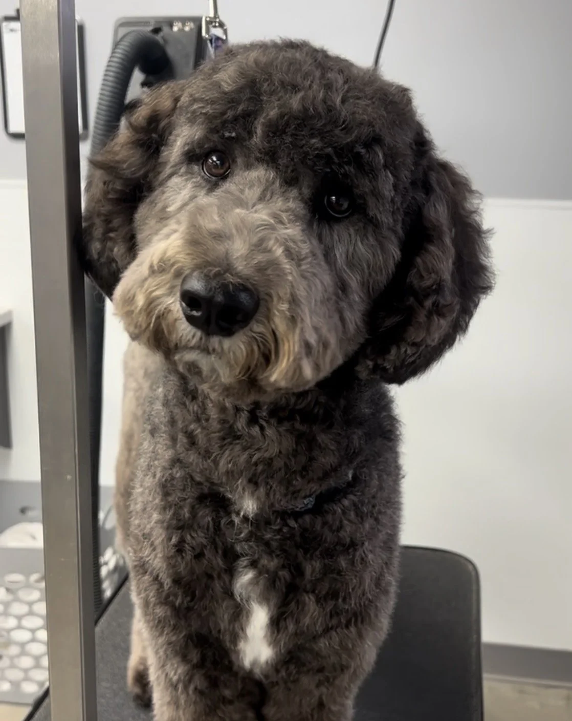 A large, curly-haired dog with a grey and black coat at a veterinary clinic or grooming salon, standing on a black table with medical equipment in the background.