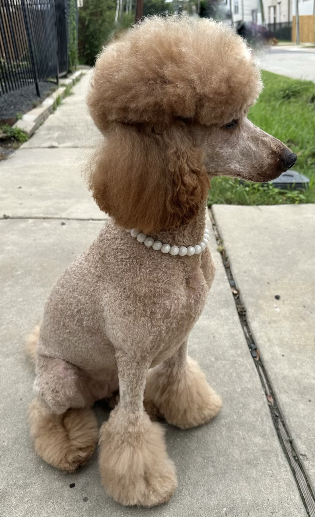 A poodle dog wearing a pearl necklace and a fur tuffed coat, sitting on a sidewalk with a fence and grass in the background.
