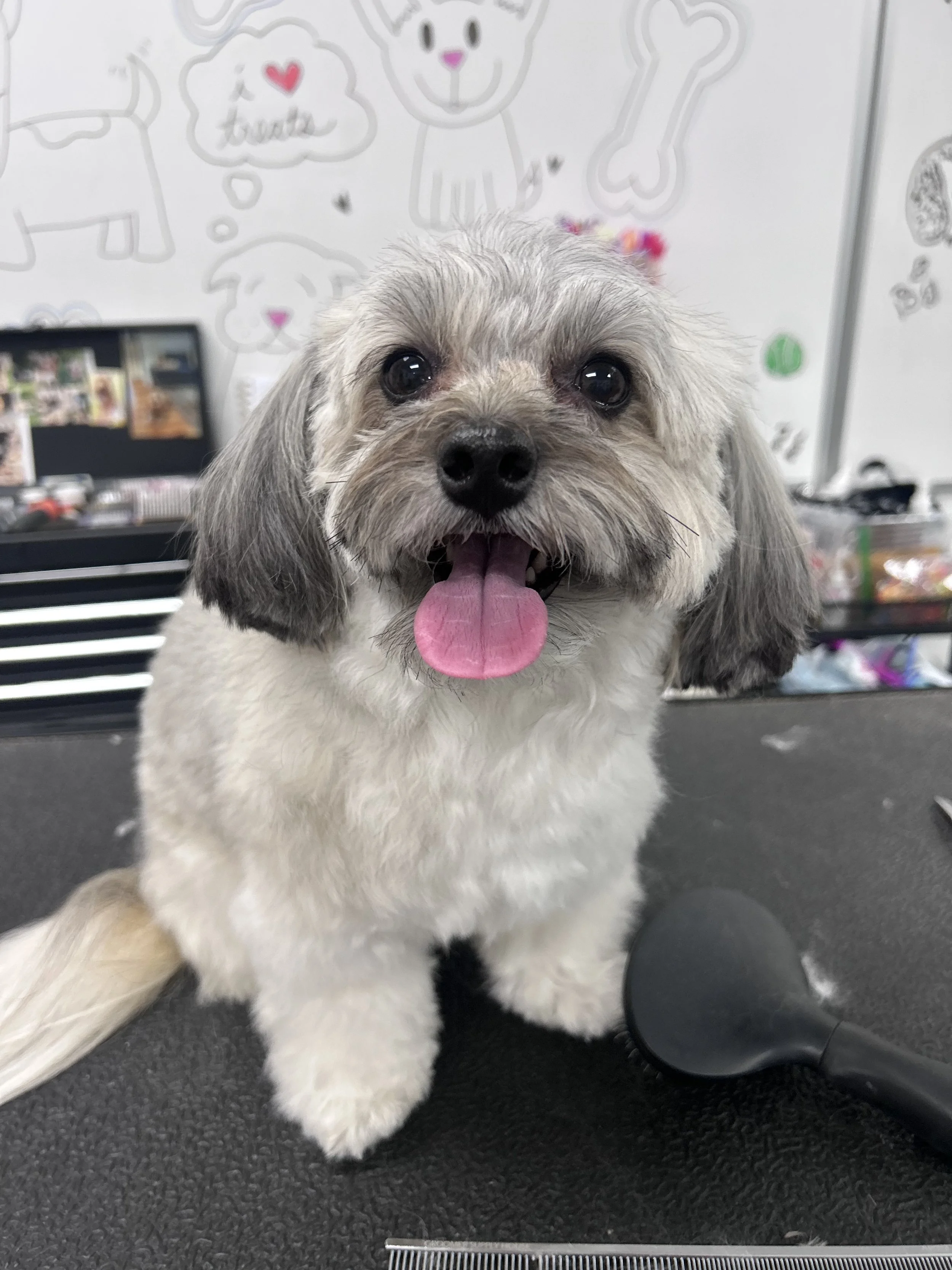 Adorable gray and white fluffy dog with tongue out, sitting on grooming table, in grooming salon with dog-related drawings on whiteboard in background.