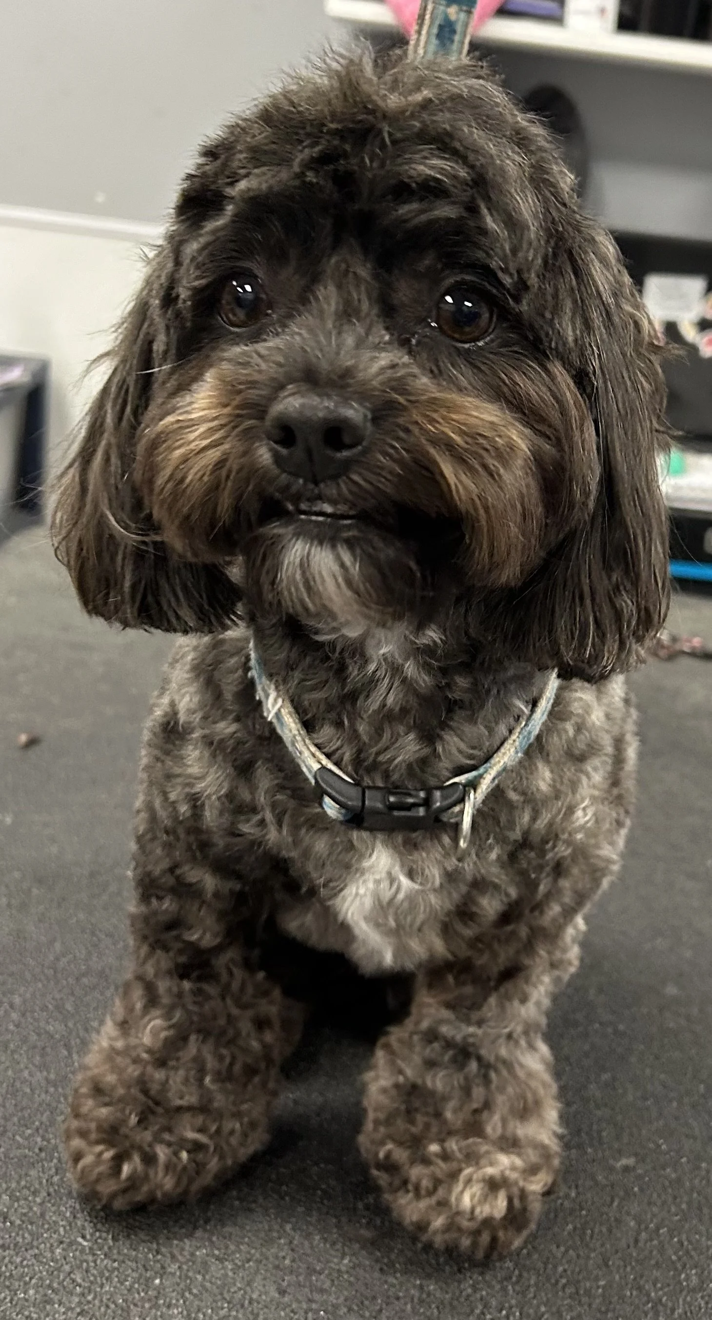 A small, curly-haired dog with brown and black fur, wearing a collar, standing indoors on a black surface.