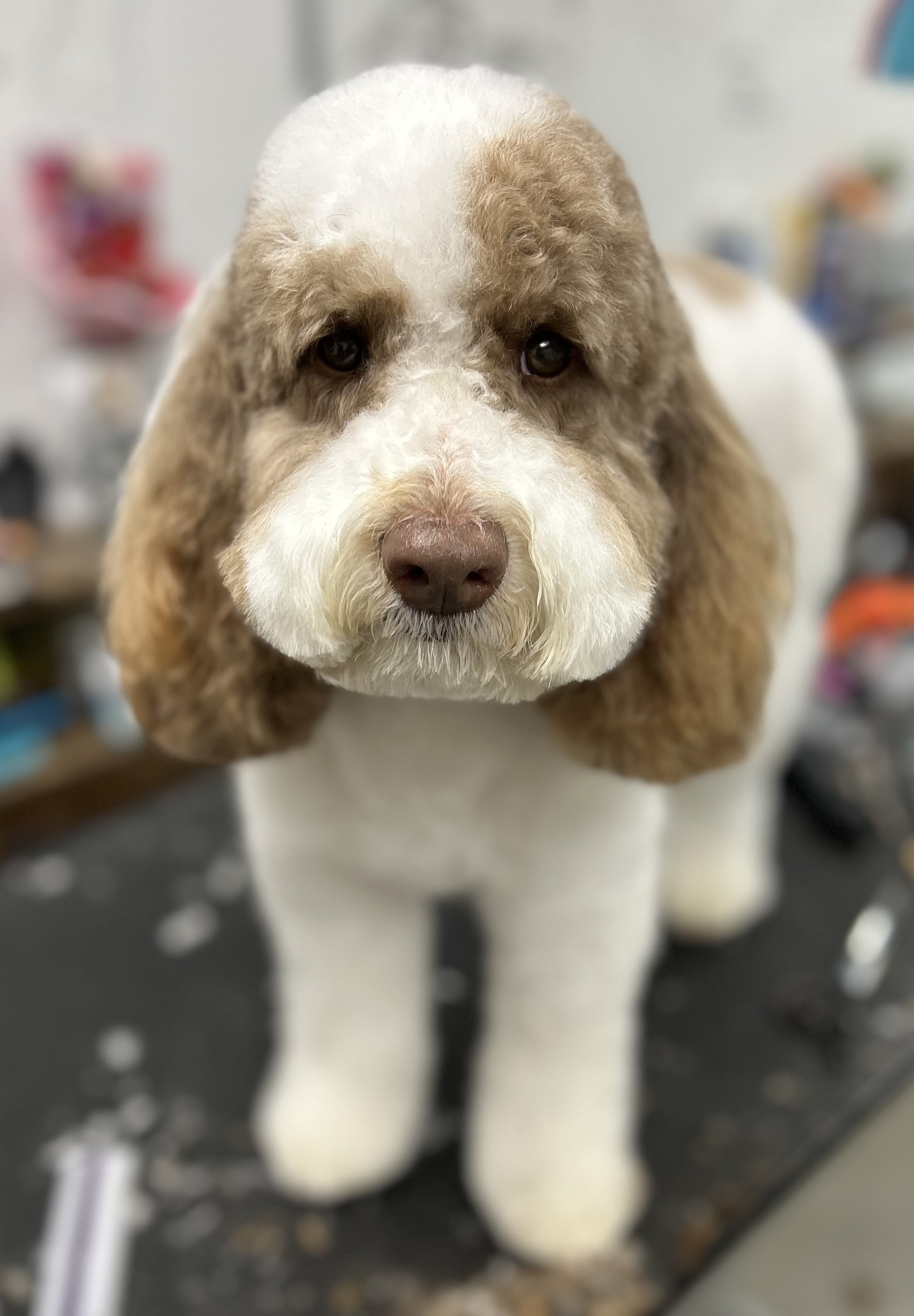 Close-up of a cute, fluffy white and brown dog with long ears, looking directly at the camera indoors.