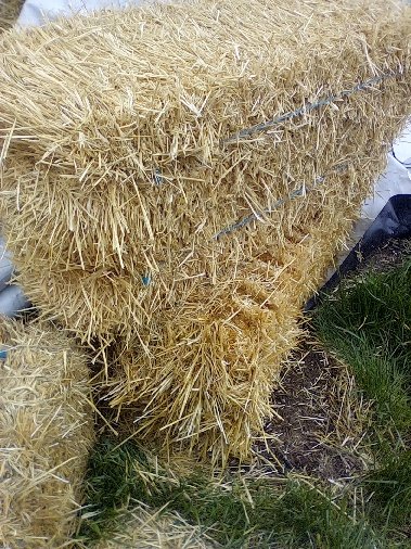 A stack of hay bales tied together with string on the ground next to some grass.