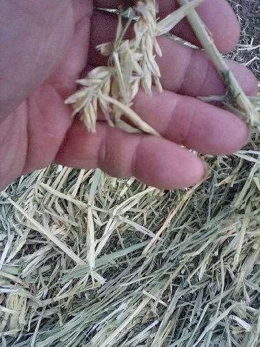 A hand holding a harvested wheat stalk with a field of cut wheat in the background.