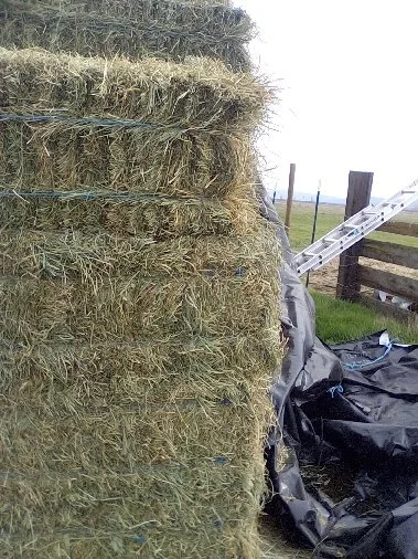 Stack of hay bales next to a ladder, with black tarp and fencing in the background.