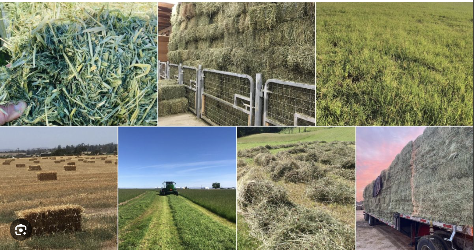 Various images of hay and farmland: close-up of fresh grass, stacked hay bales behind metal fencing, field of green grass, haystacks in a field, hay bales on a tractor, and a flatbed truck loaded with hay bales at sunset.