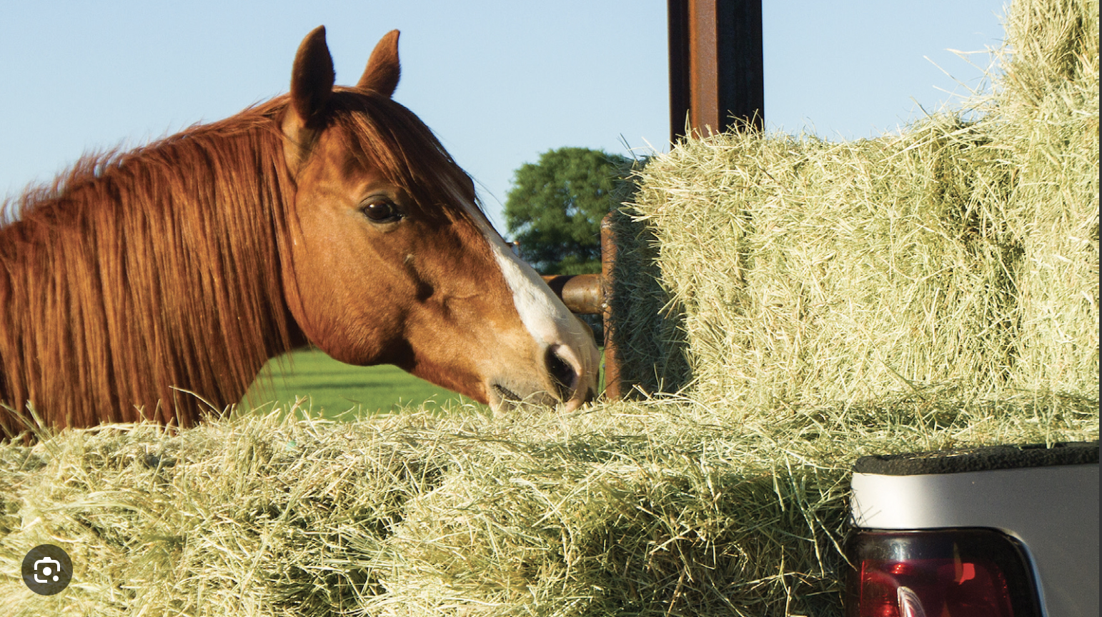 A brown horse eating hay from the back of a vehicle in a green field with blue sky and a tree in the background.