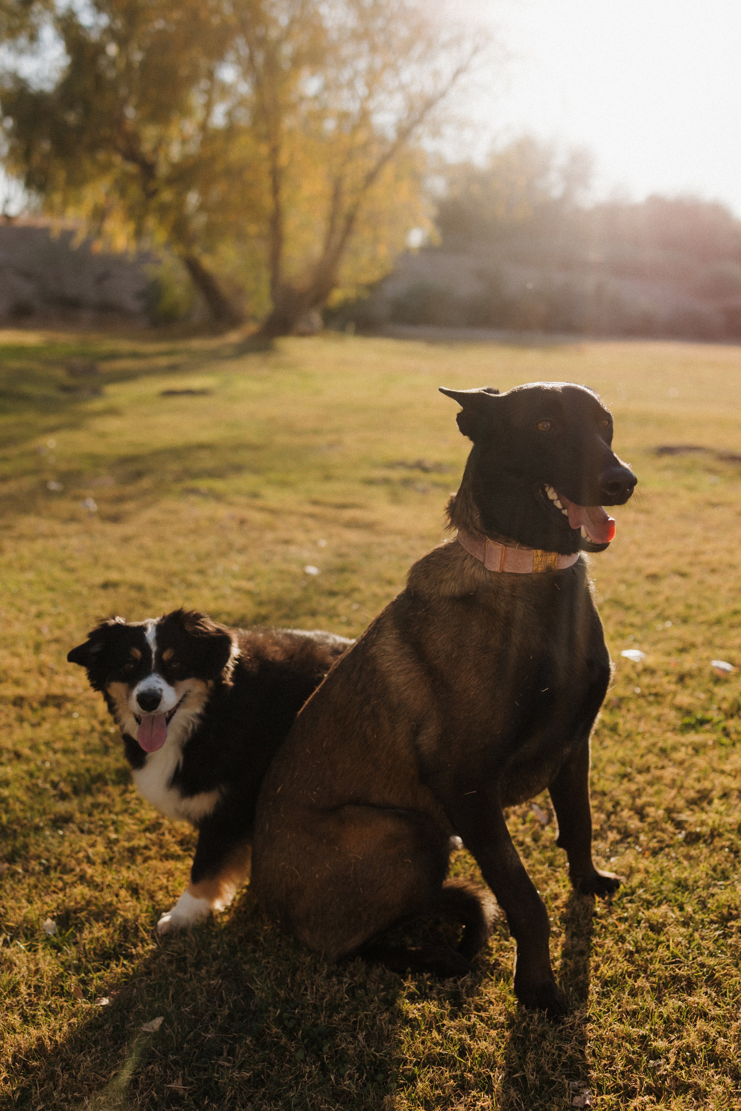 A black and tan dog with pointy ears and a pink collar stands next to a black and white Border Collie puppy with its tongue out, both on a grassy field during sunset.