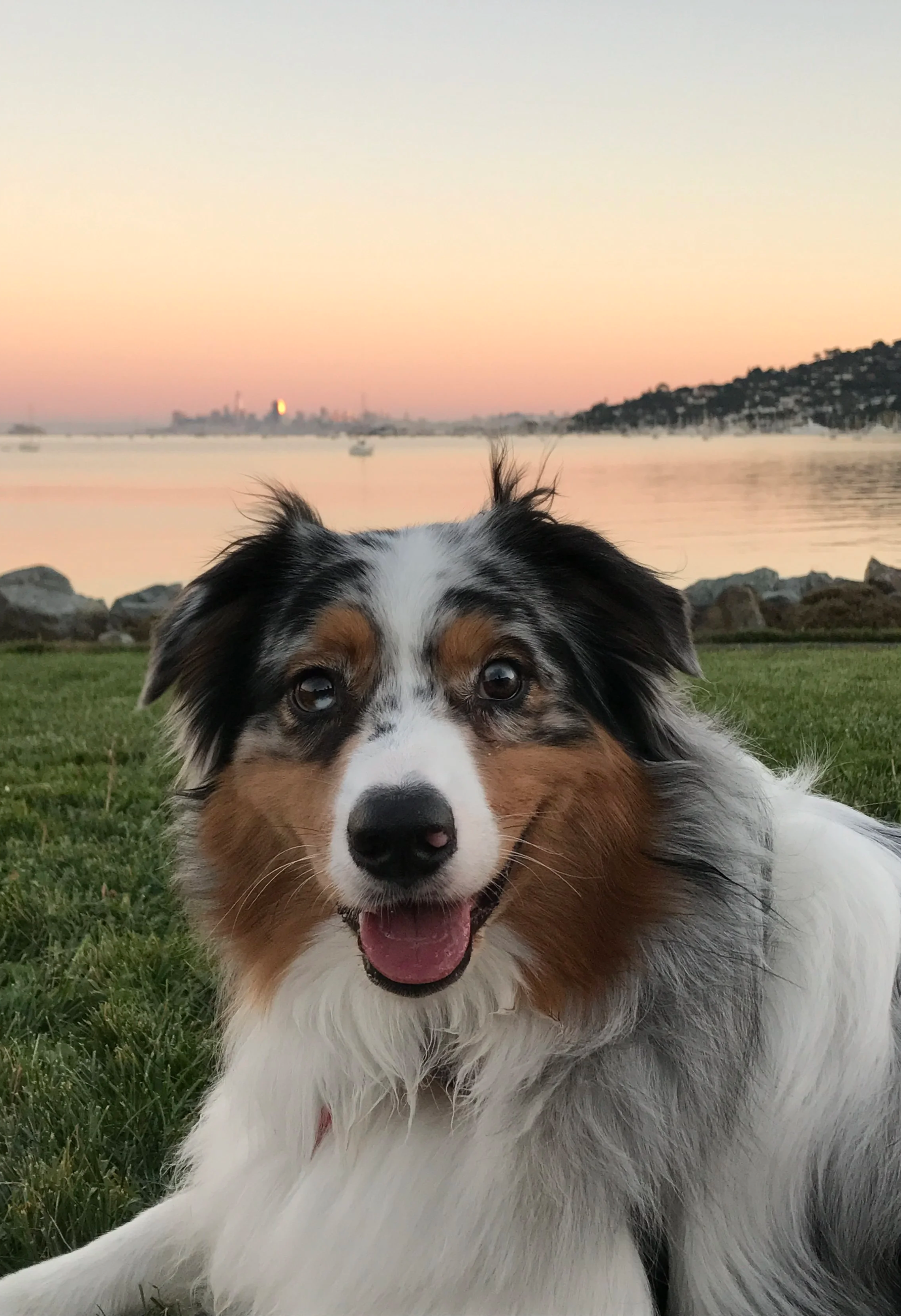 A border collie puppy lying on grass near a body of water at sunset, with a city skyline in the distance.