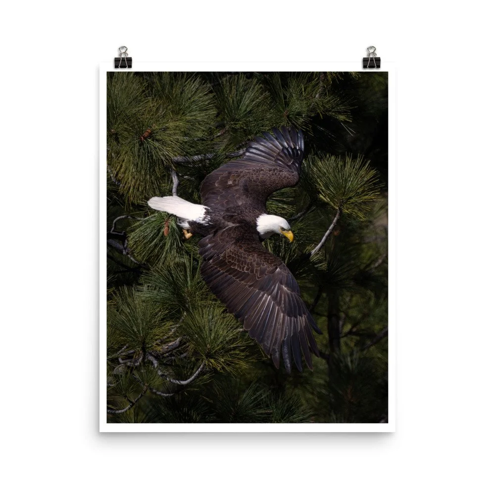 premium-luster-photo-paper-poster-(in)-16x20-transparent-69adf67e22295.jpg