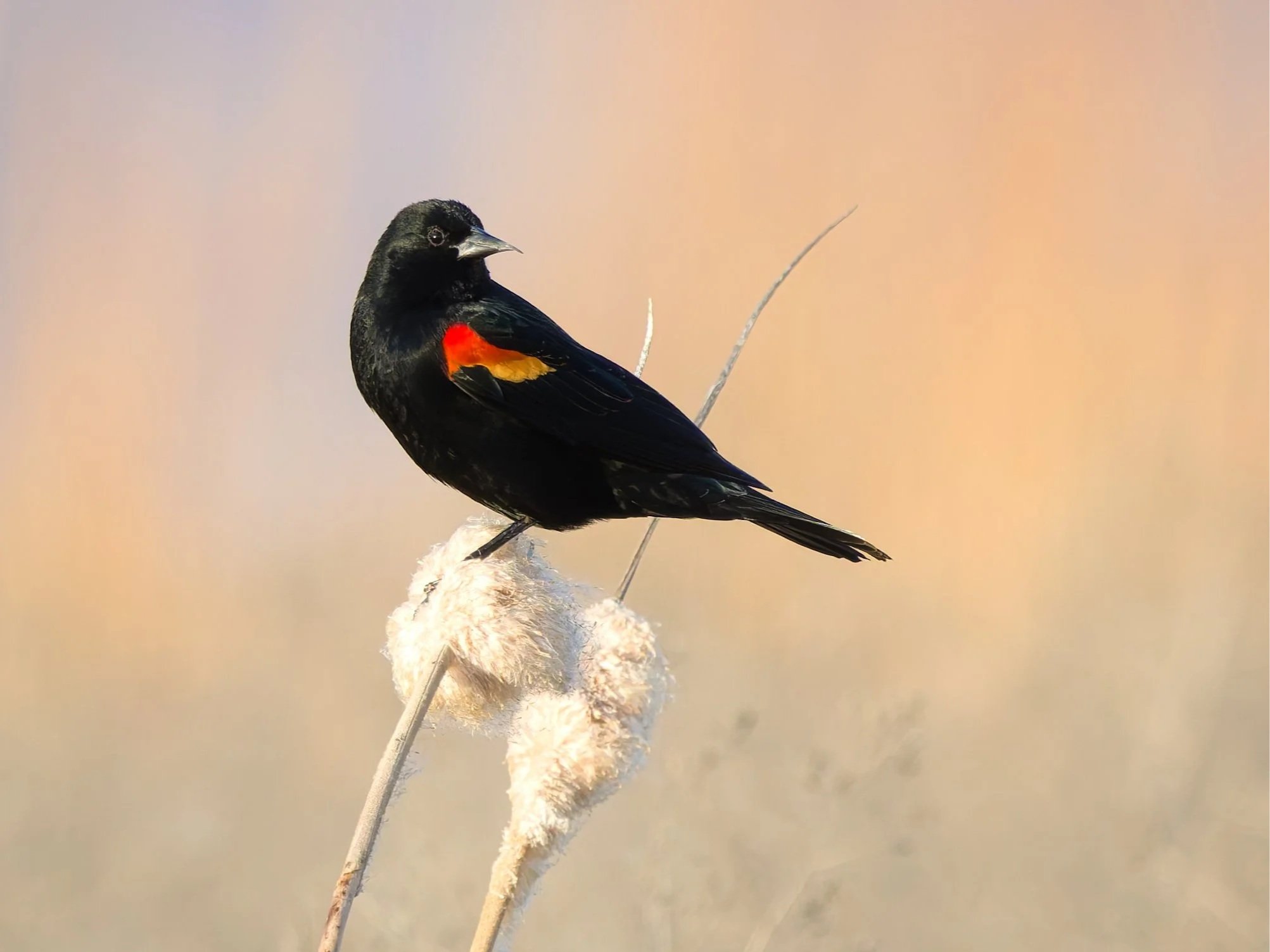 A black bird with red and yellow markings on its wing perched on a dried cattail in a natural setting.