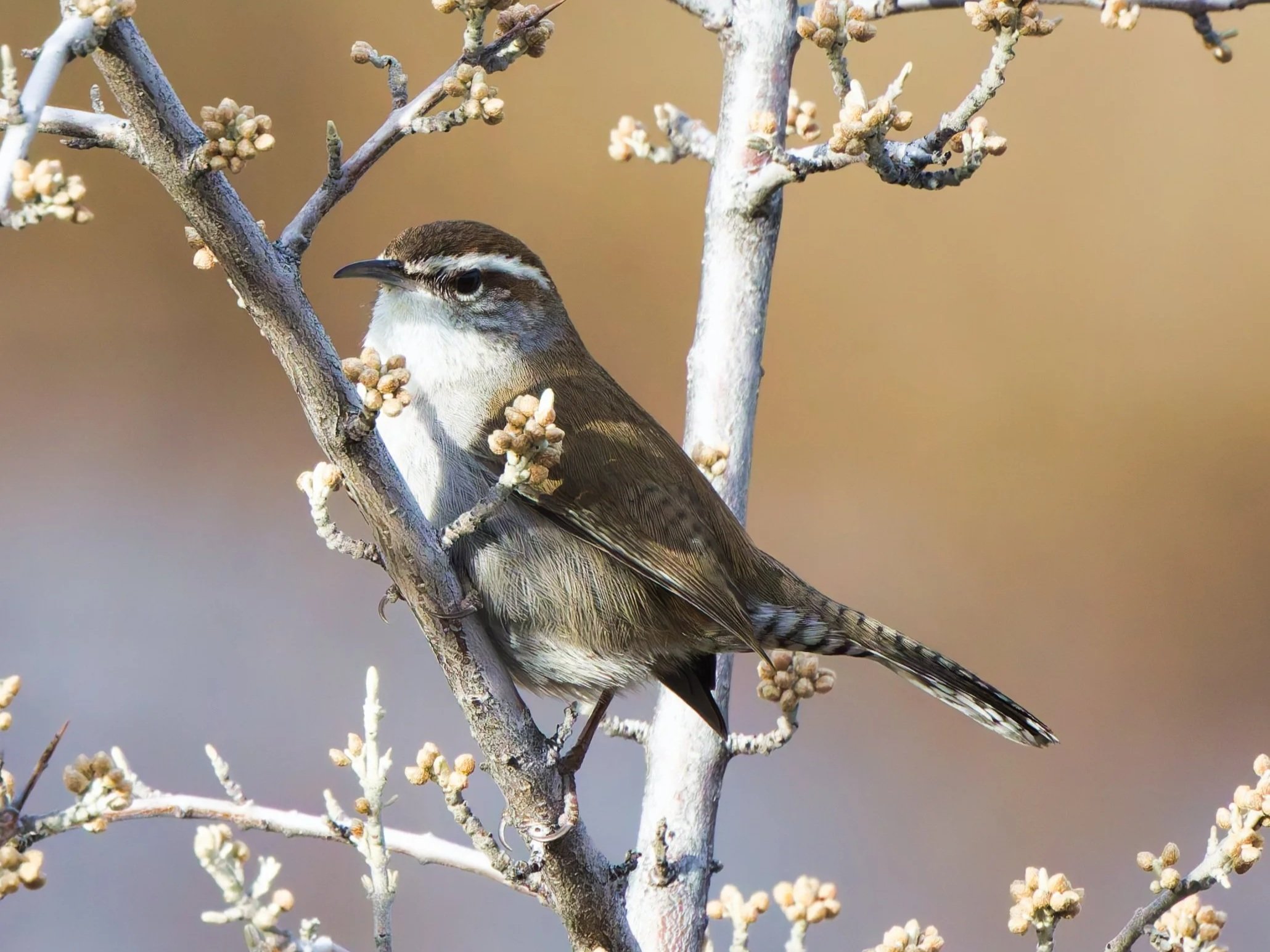 A small bird perched on a bare tree branch with buds in early spring, background blurred.