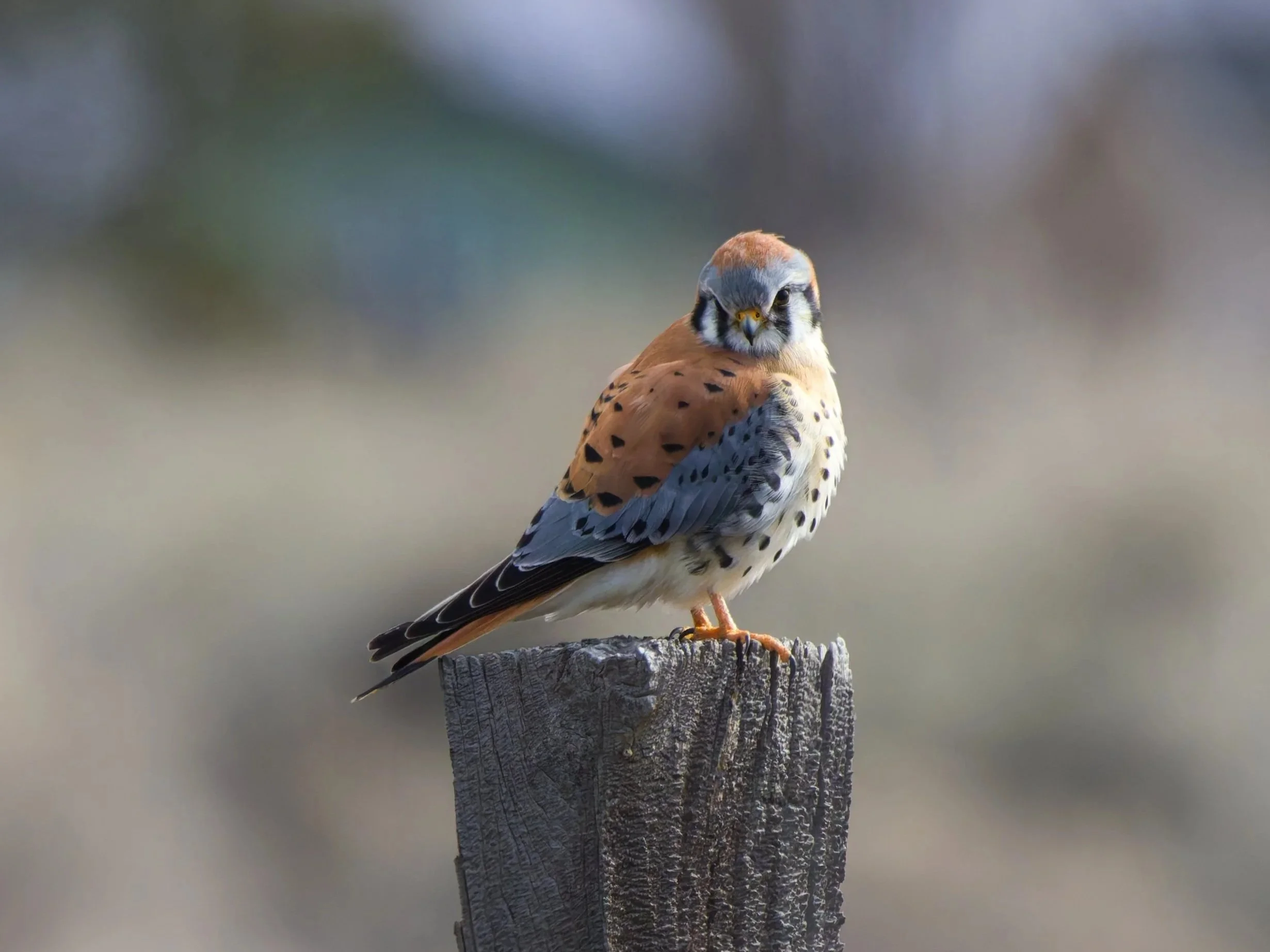 A small bird, likely an American Kestrel, perched on a weathered wooden post with a blurred natural background.