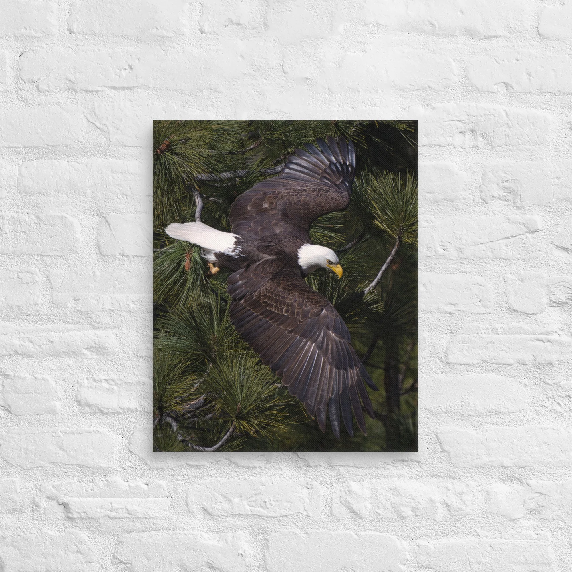 Bald Eagle Back Pose - 16×20” canvas