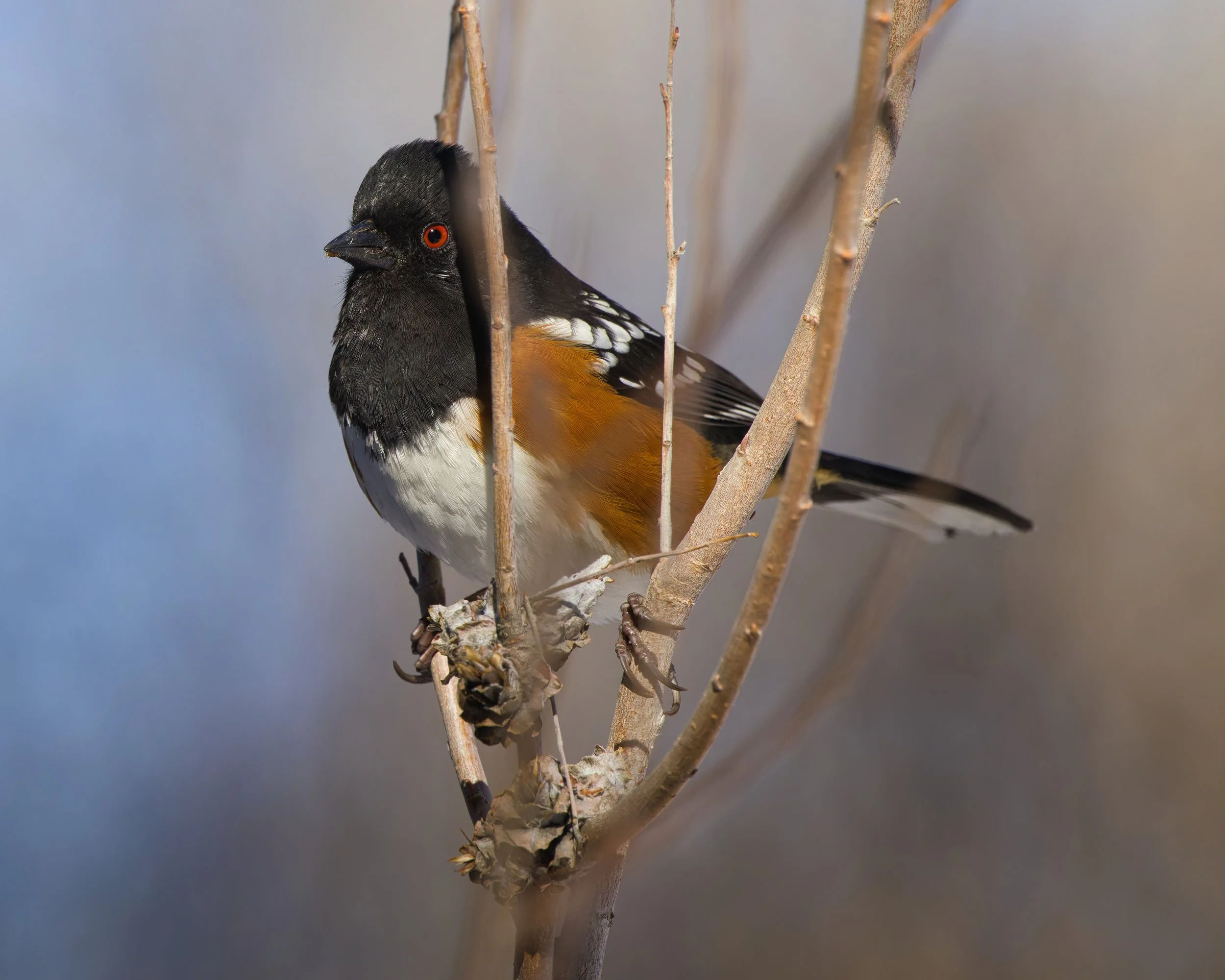 A colorful bird perched on a branch with a grayish background.