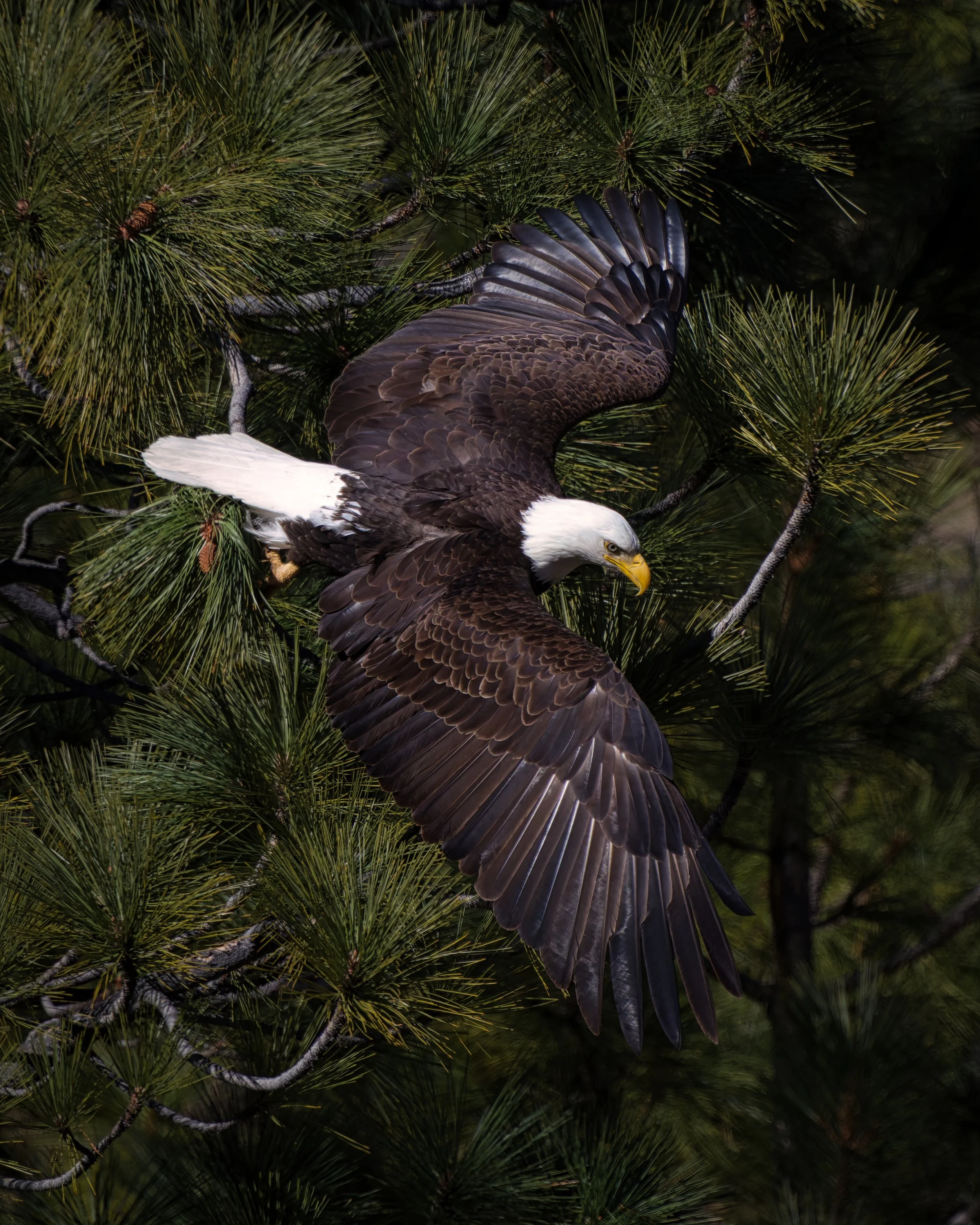 A bald eagle flying through pine tree branches.