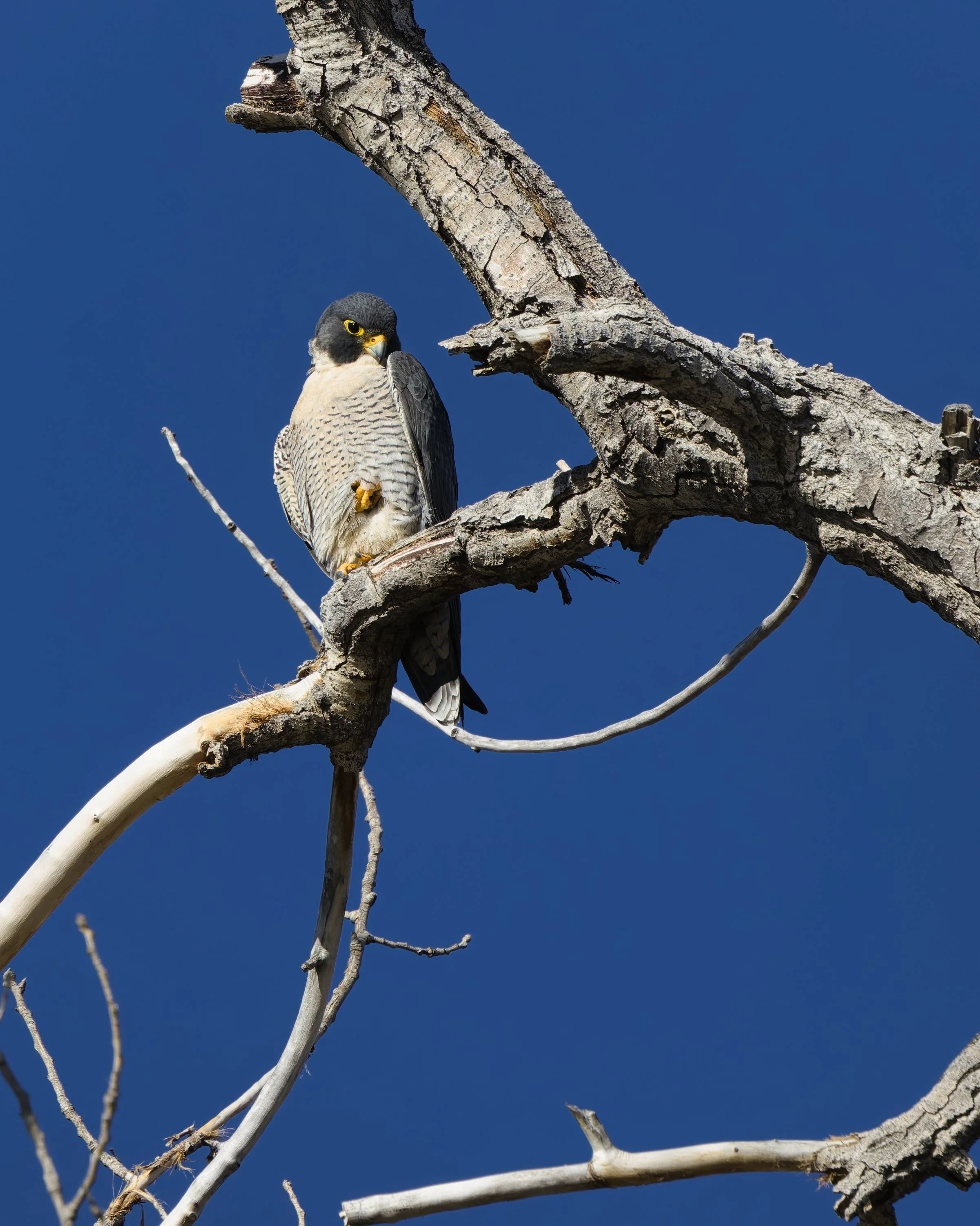 A peregrine falcon perched on a bare tree branch against a clear blue sky.