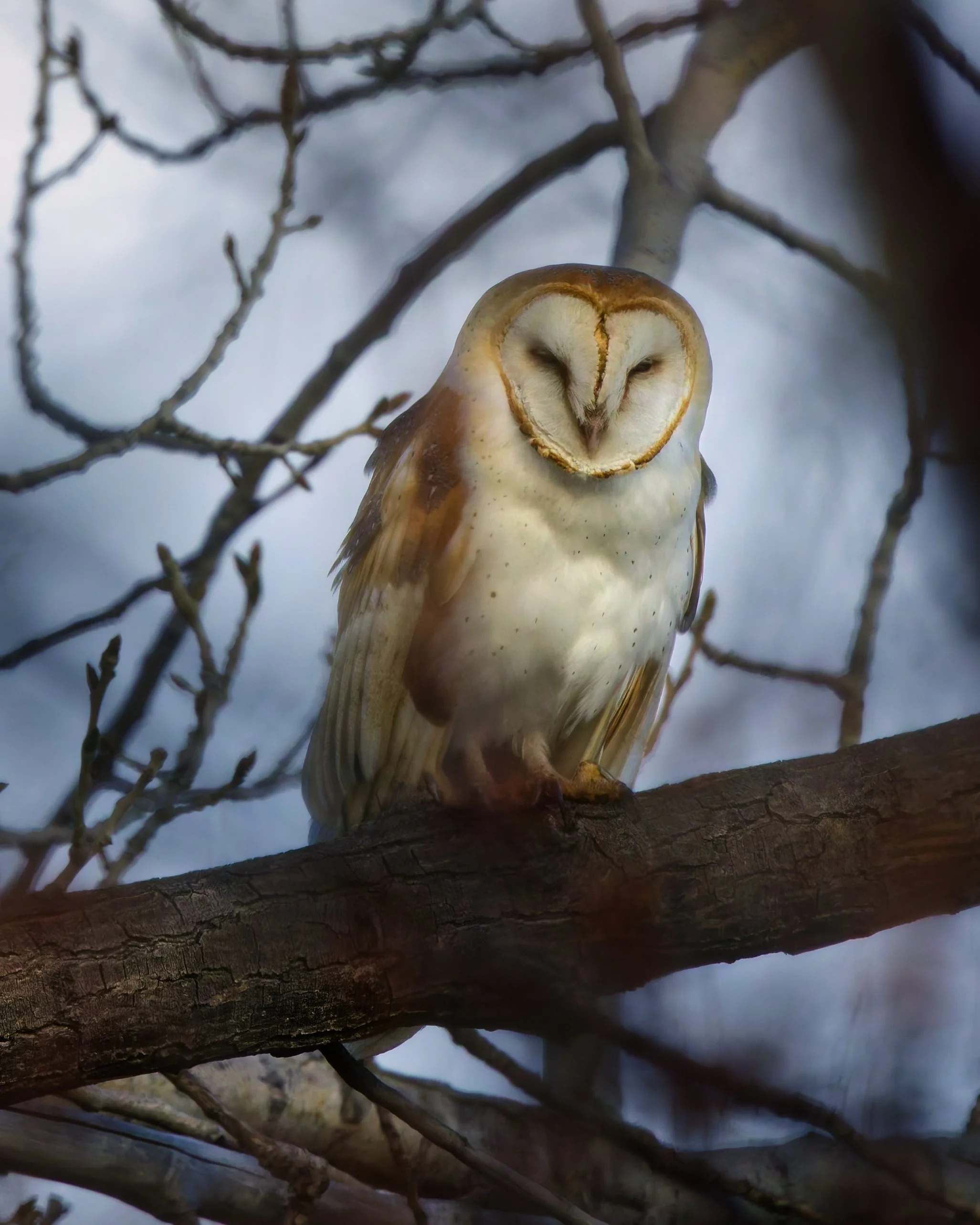 An owl with a heart-shaped facial disk perched on a tree branch in a winter setting.