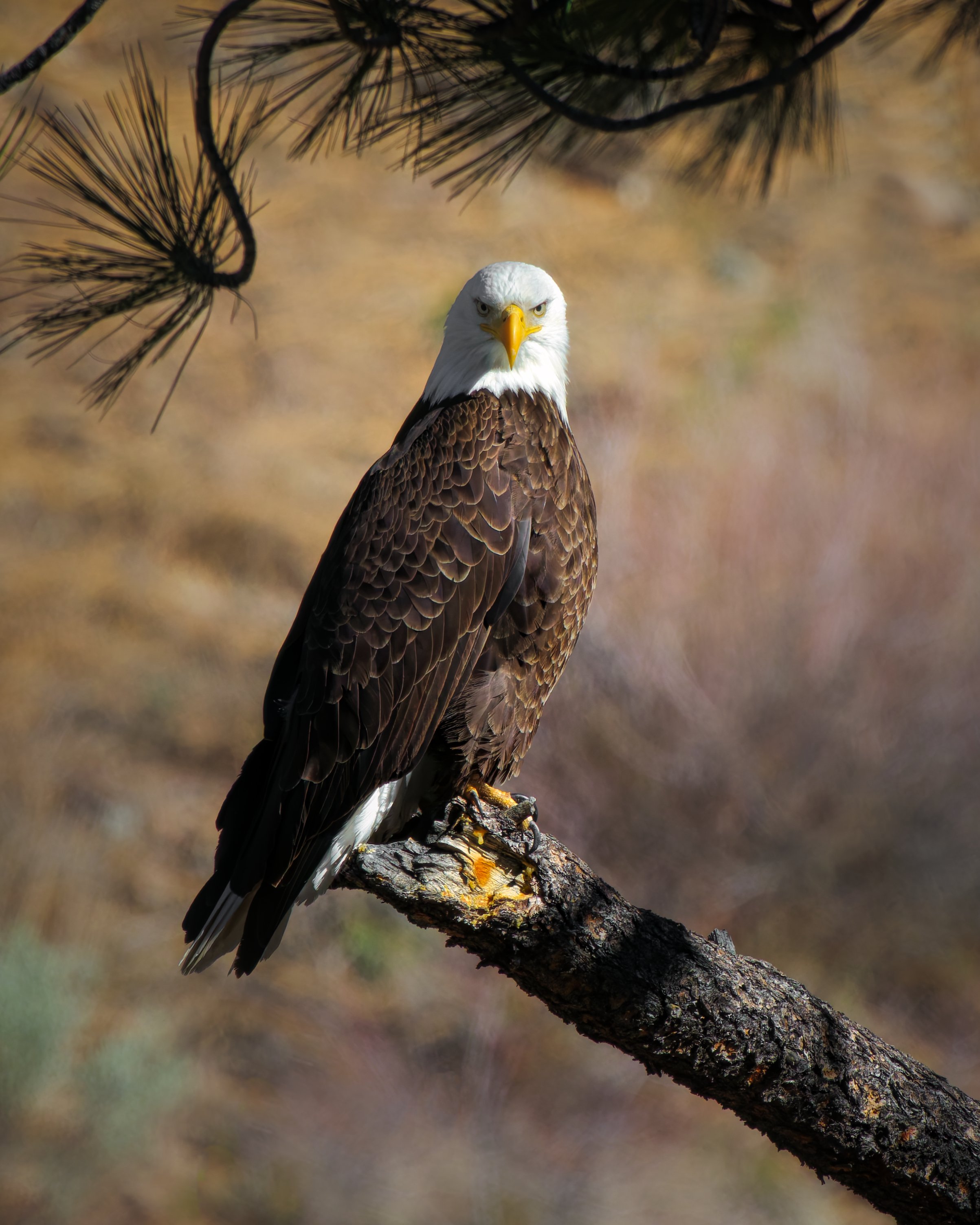 A bald eagle perches on a tree branch, looking directly at the camera with a focused expression, with pine tree branches above.