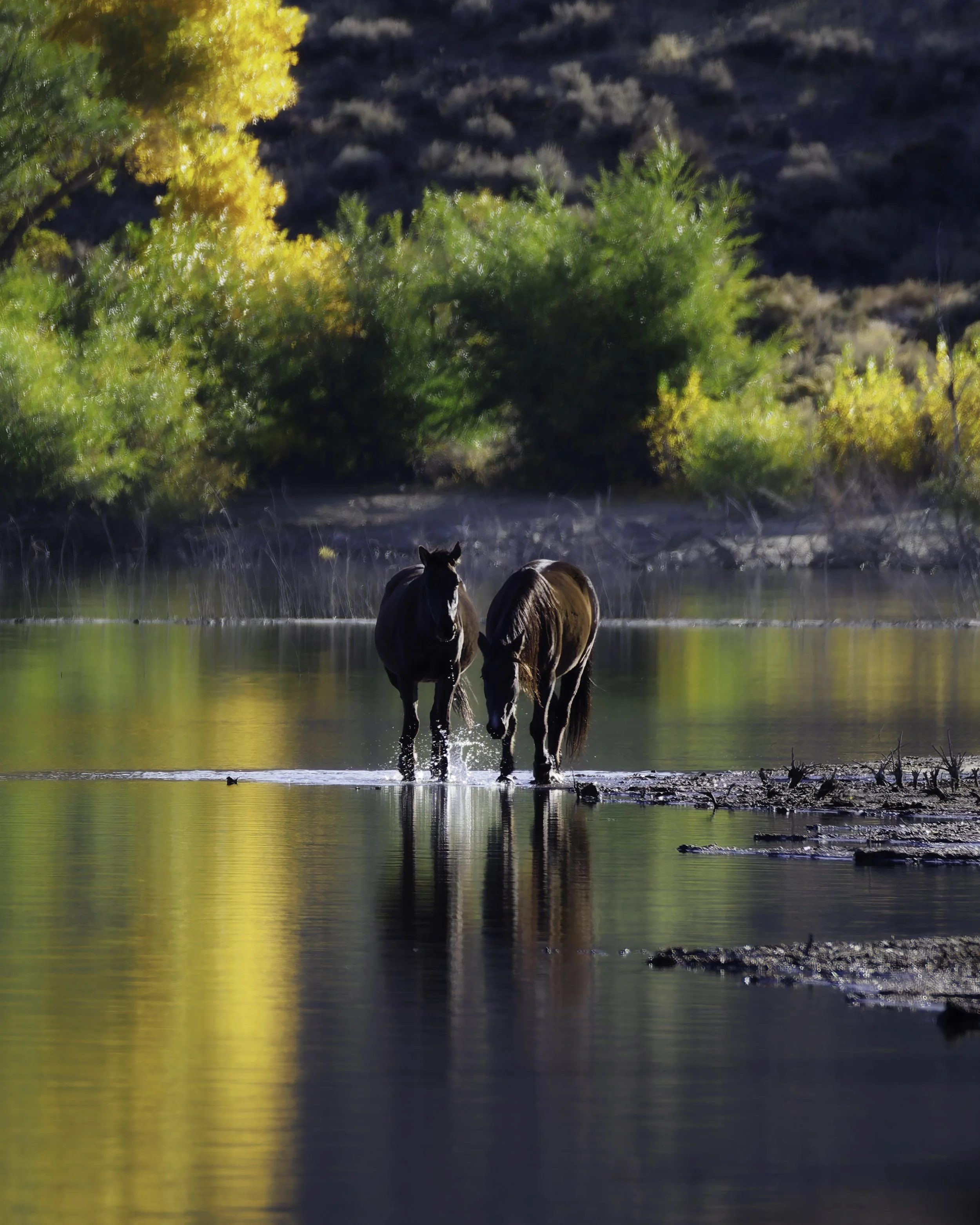 Two horses wade through a river with colorful trees and a hillside in the background.