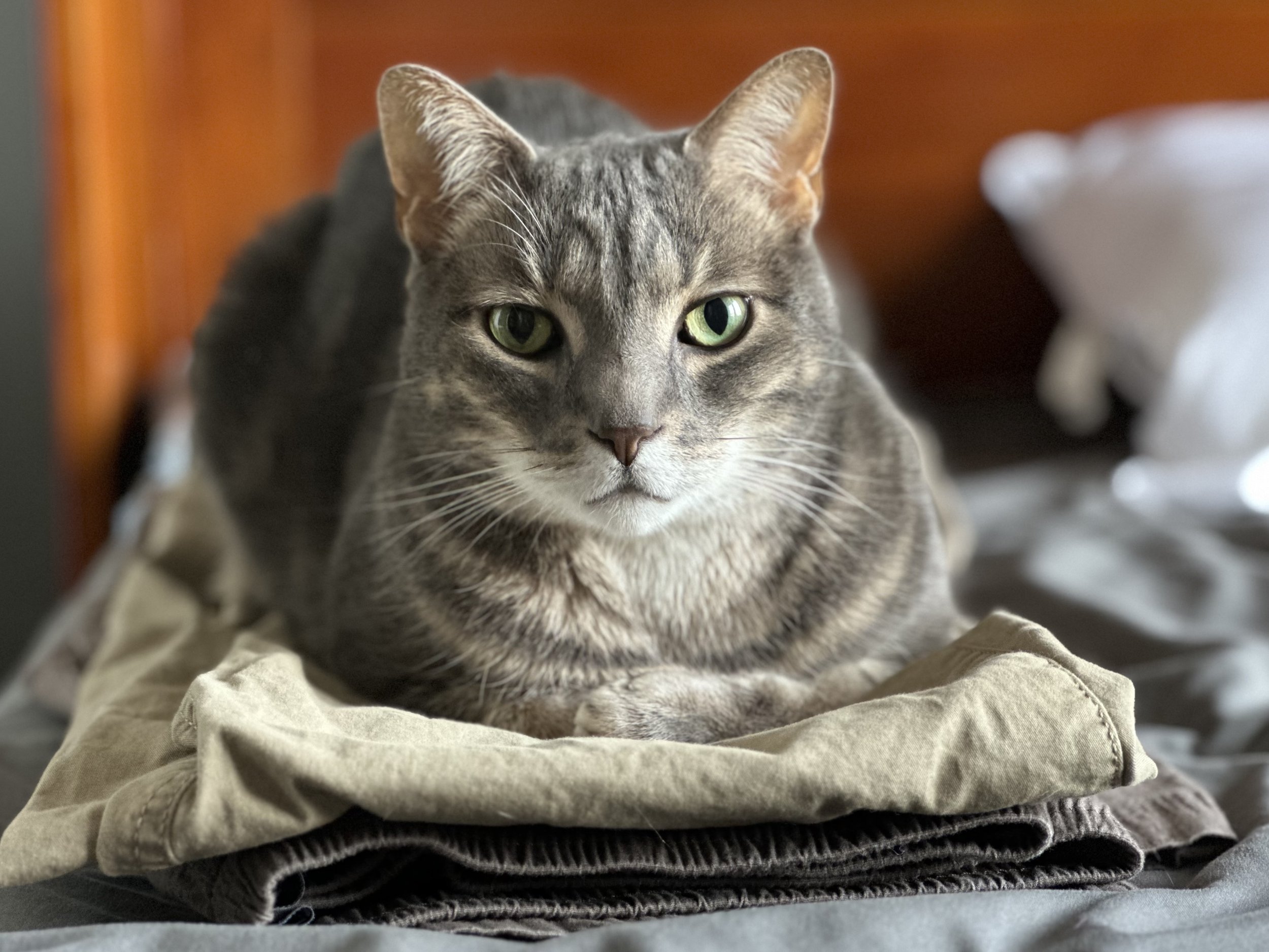 Paws by Gab client resting on folded clothing