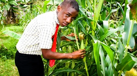 A young man inspecting tall corn plants in a field.