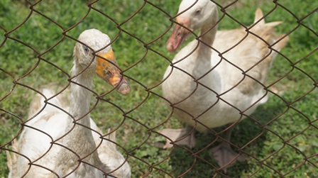 Two white ducks behind a wire fence on green grass.