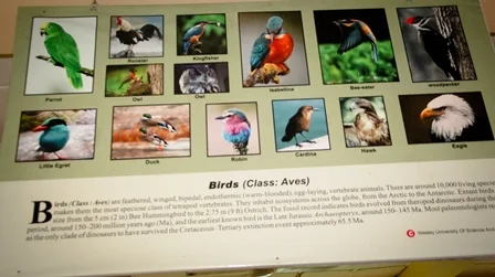 Educational display featuring various bird images with names and descriptions, including macaw, owl, kingfisher, toucan, swallow, woodpecker, hornbill, dove, robin, cardinal, hawk, eagle, superb starling, duck, rainbow lorikeet, and peacock.