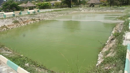 A pond with greenish water surrounded by a concrete barrier and greenery, in a park setting.