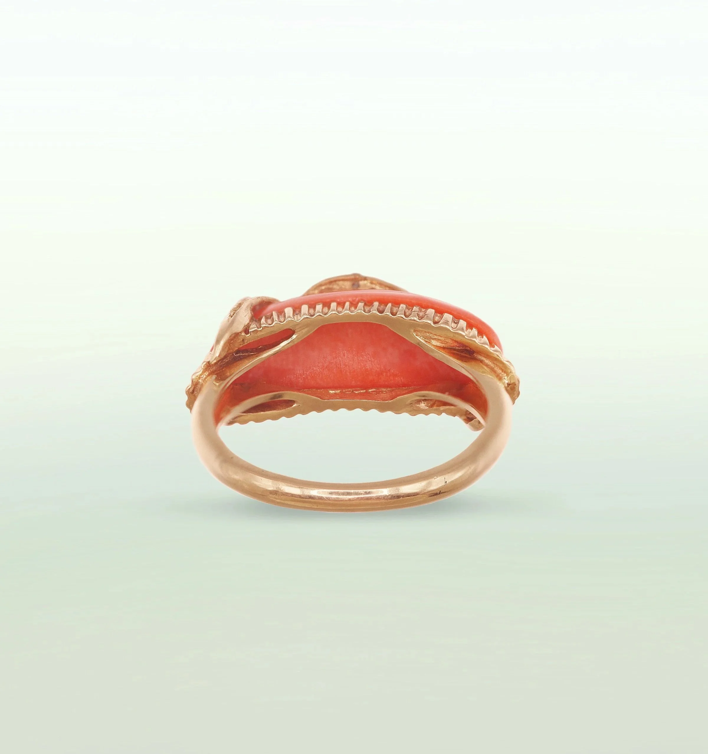 ringcoralE.jpg