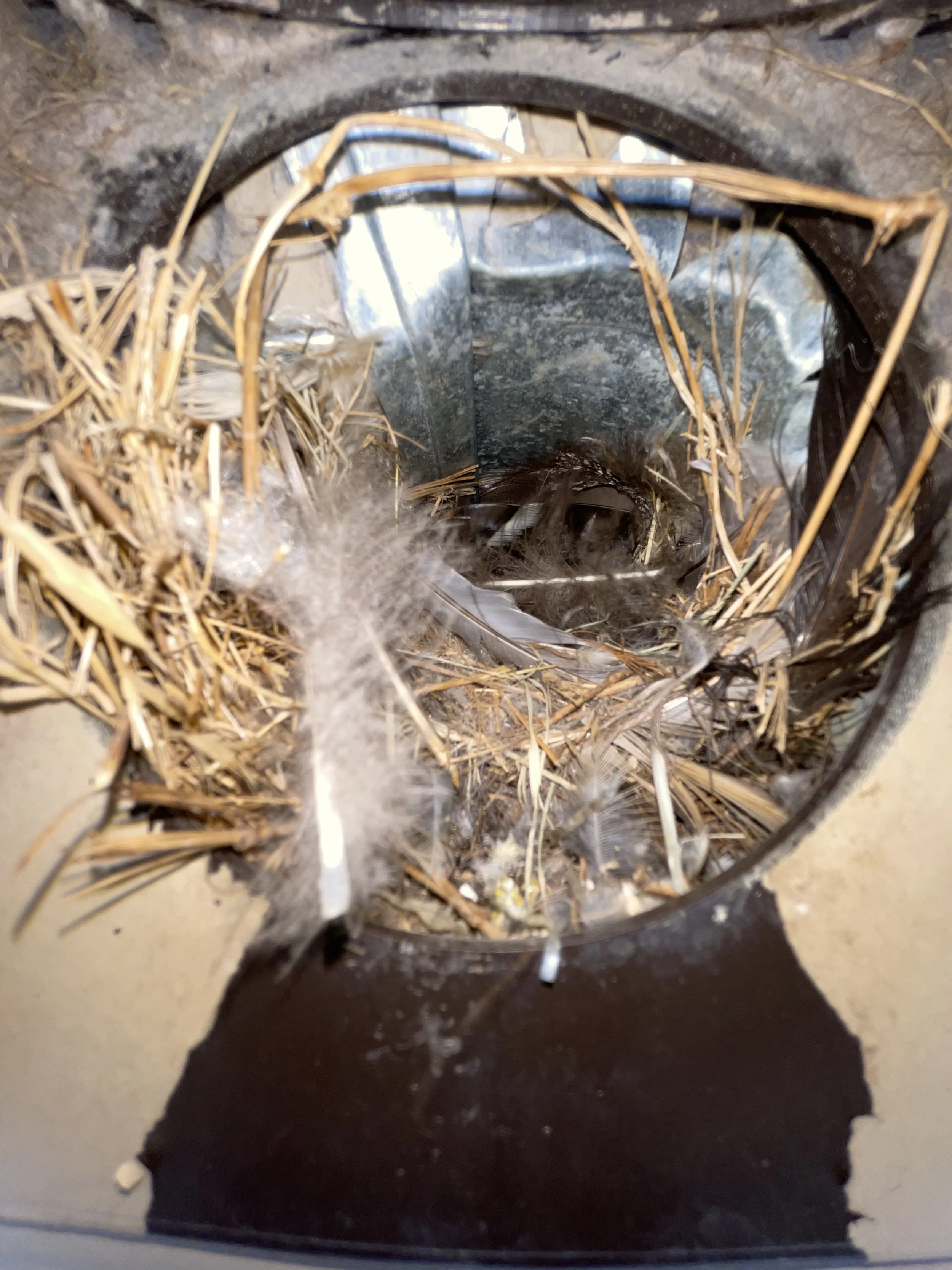 View from inside a birdhouse showing dried straw, cobwebs, and a metallic surface, with the small entrance hole visible at the bottom of the image.
