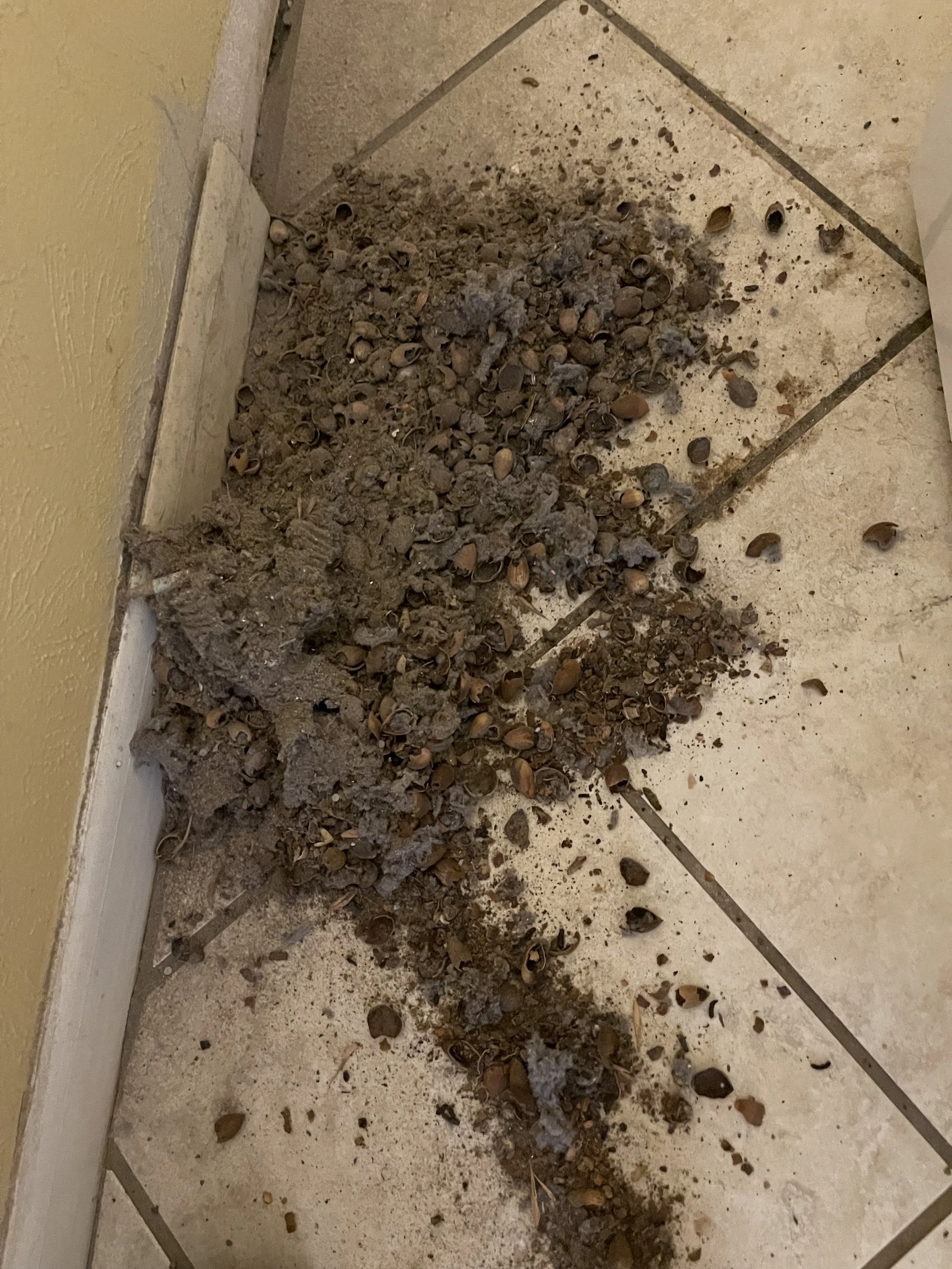 A pile of dirt, debris, and snail shells collected in the corner of a tiled floor near a yellow wall and a baseboard.