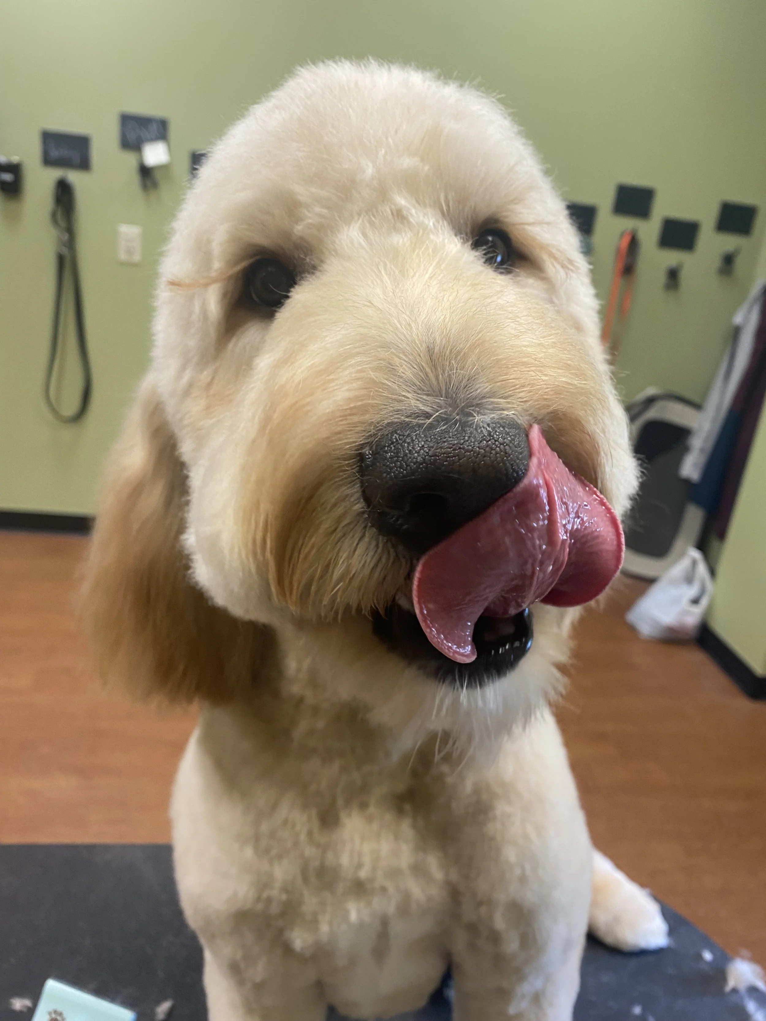 Face, feet, and sani.