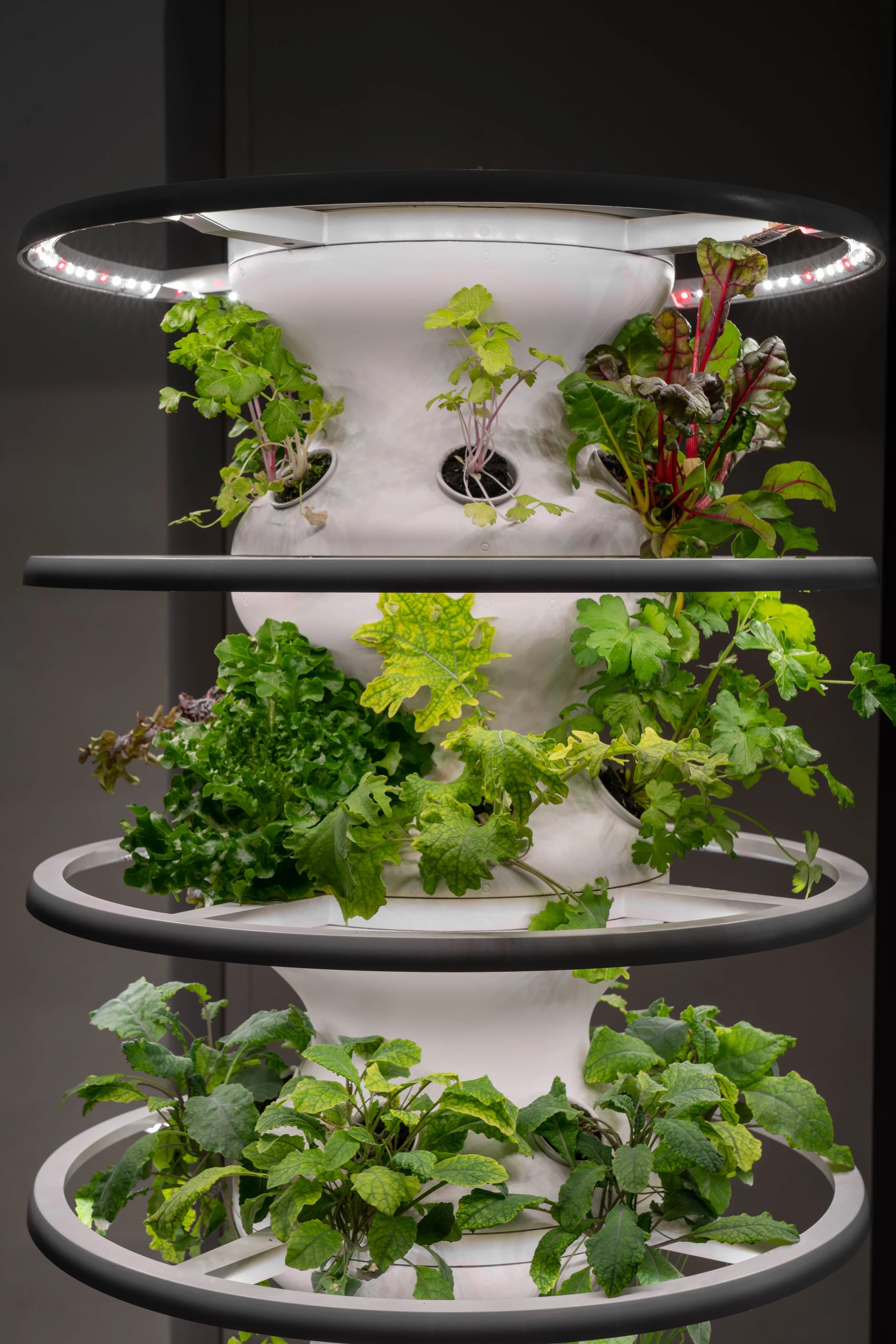 SP Lettuce Grow-2.jpg