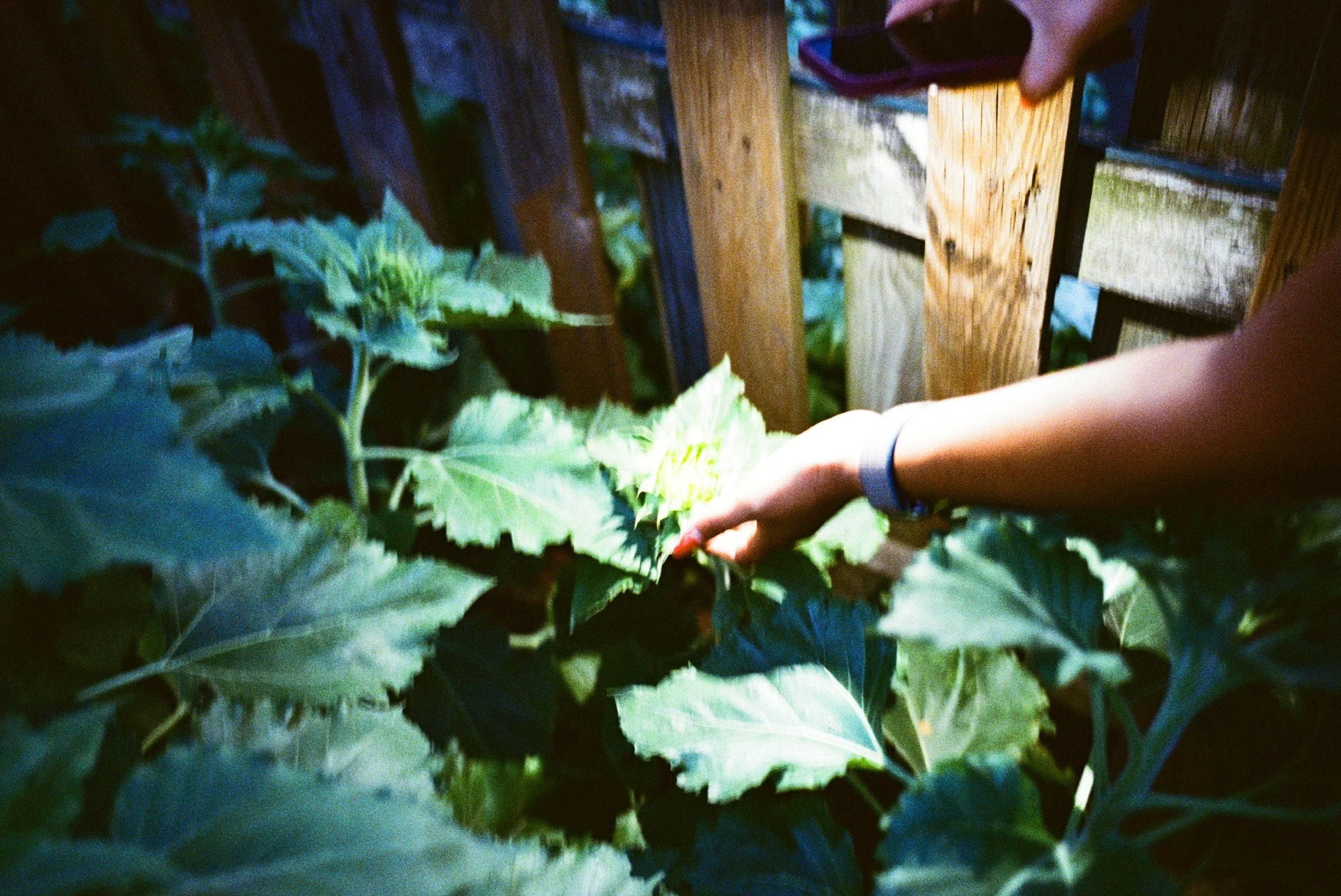 A person reaching out and touching large green leaves of a plant, with a wooden fence in the background.