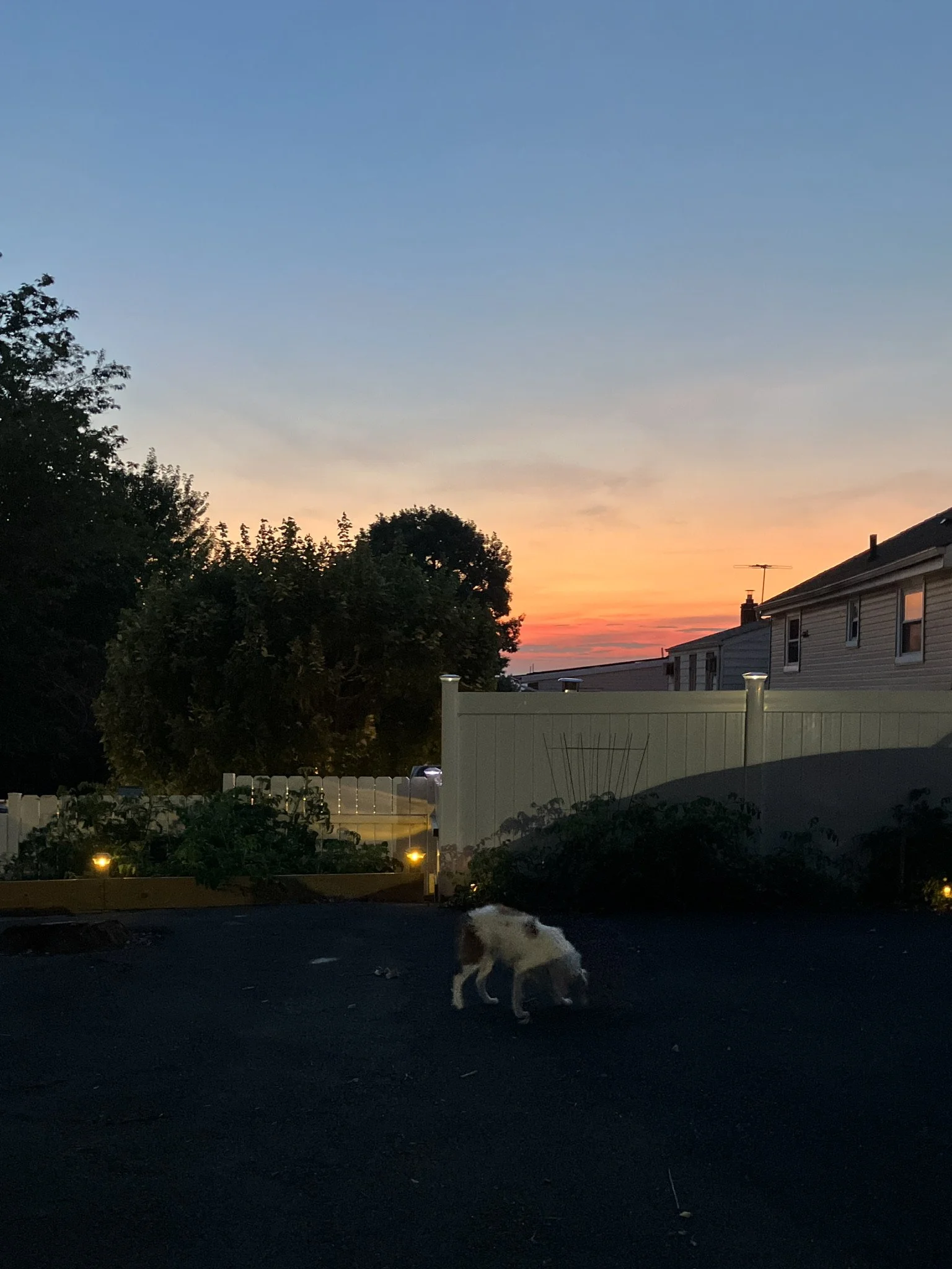 A dog with white and brown fur grazing on a dark surface during sunset, with trees, a white fence, and houses in the background.