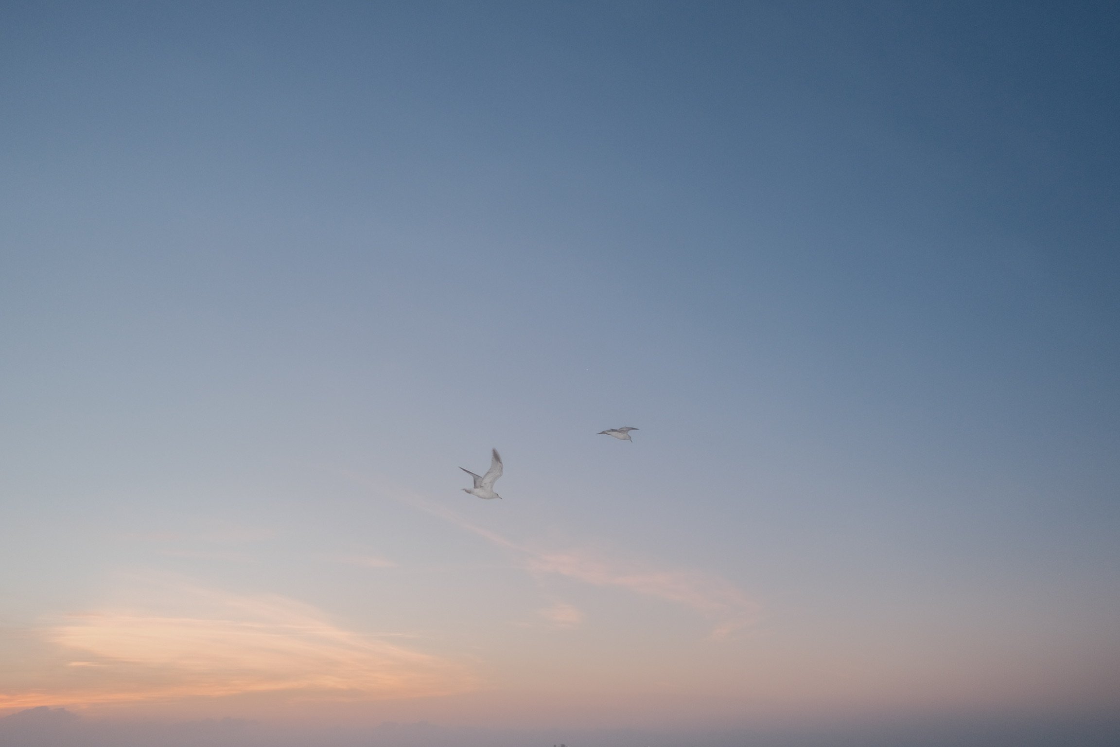Two seagulls flying in a clear sky during sunset.