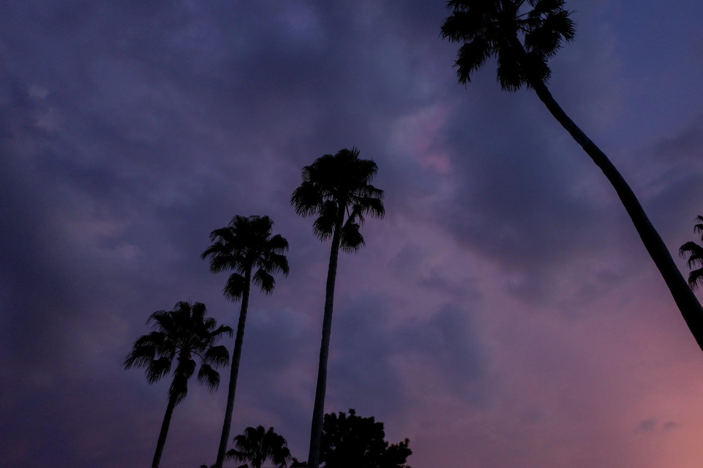Silhouettes of tall palm trees against a purple and blue evening sky with scattered clouds.