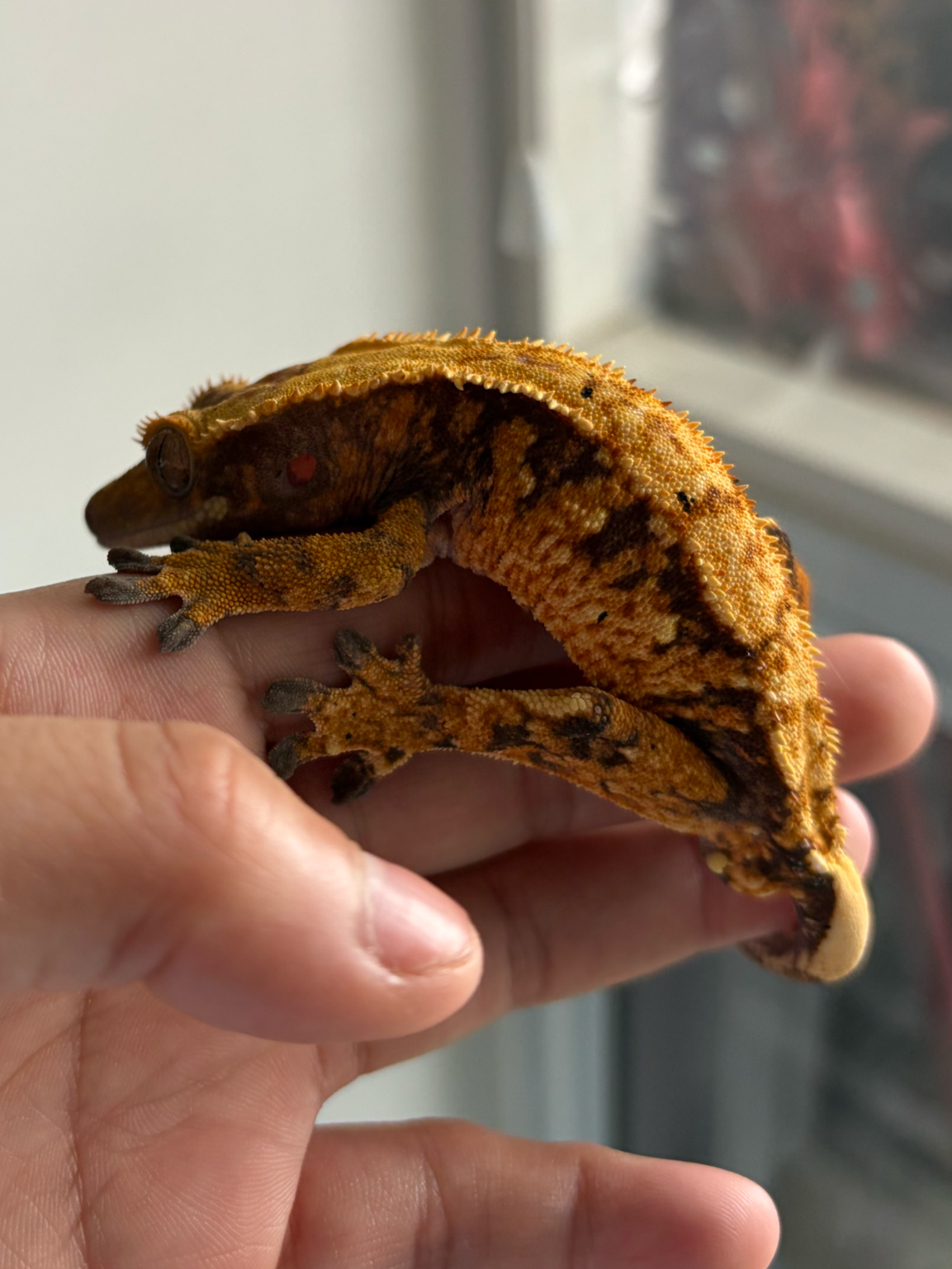 Sub adult male: Lenard 