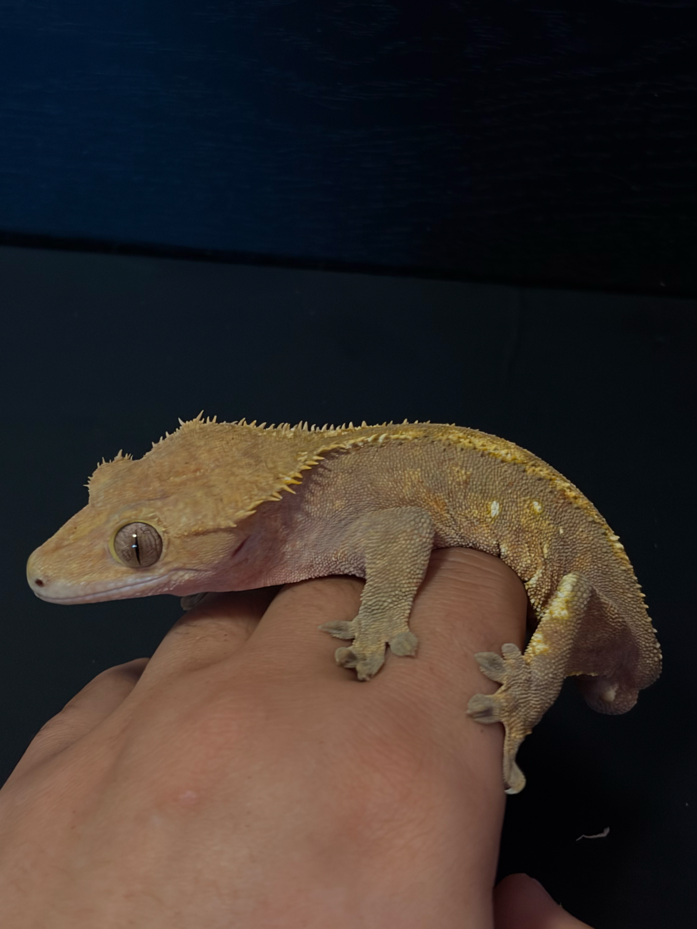 Adult male rescue : Greg