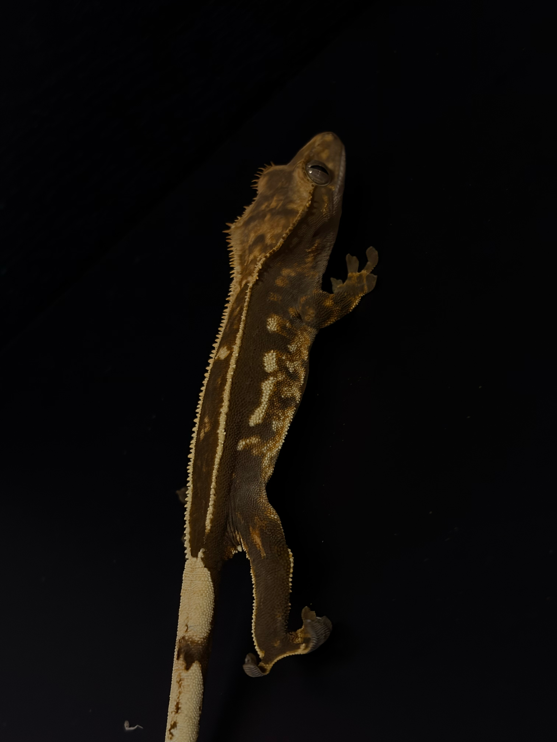 Juvenile female: Ethel