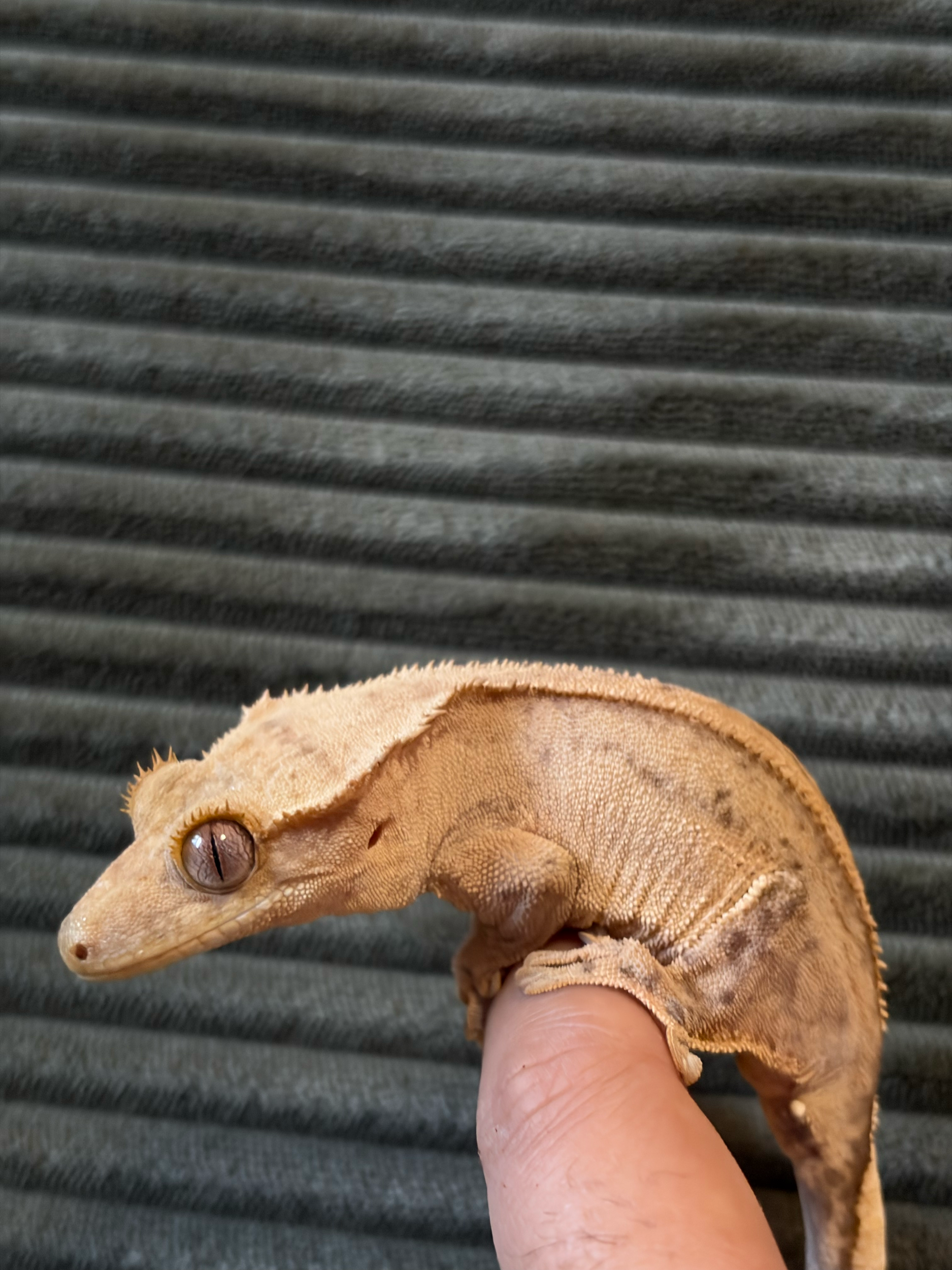 Sub adult female : Ester