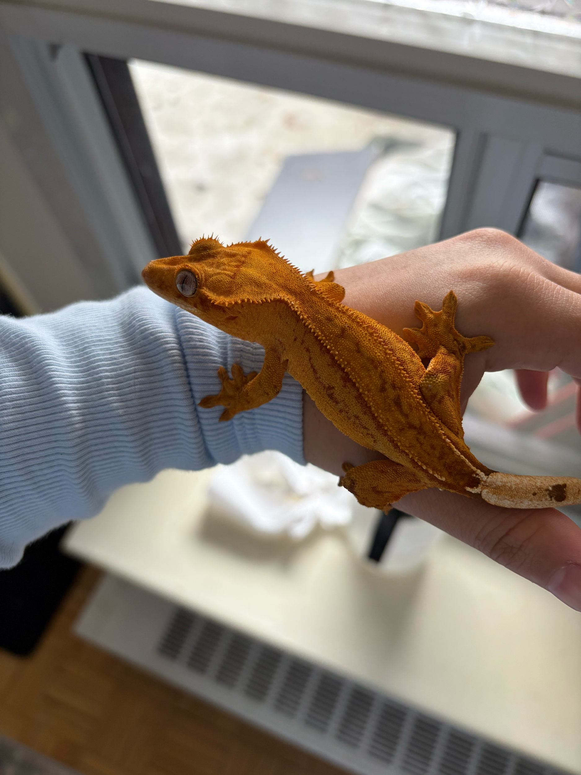 Sub adult female: Ester