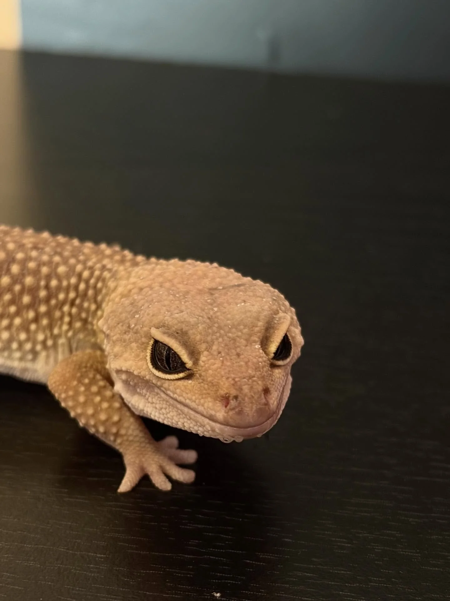 Rescued these 5 geckos last week everyone has a regen tail and everyone&rsquo;s missing some toes 🫣 but everyone is eating! And playing in their water now#rescue #gecko #leopard #hartlinereptiles