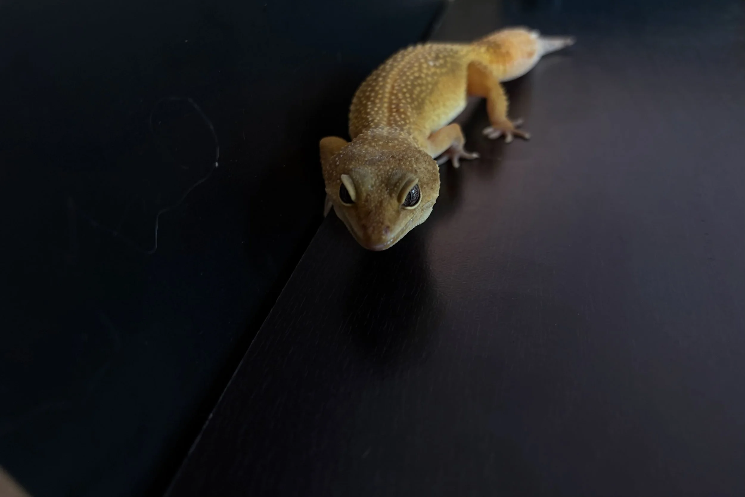 Sub adult rescue : Meeny