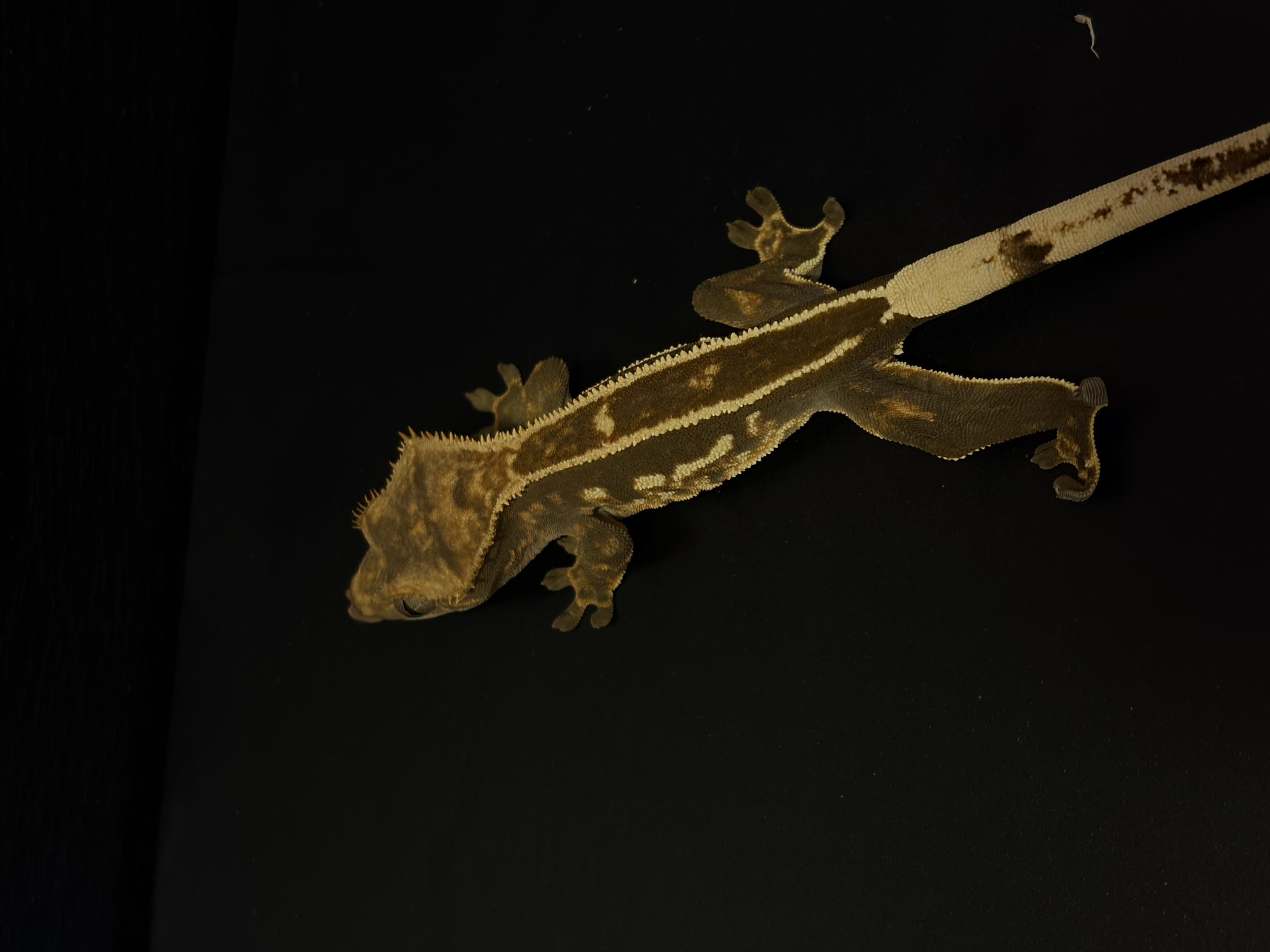 Juvenile female: Ethel 