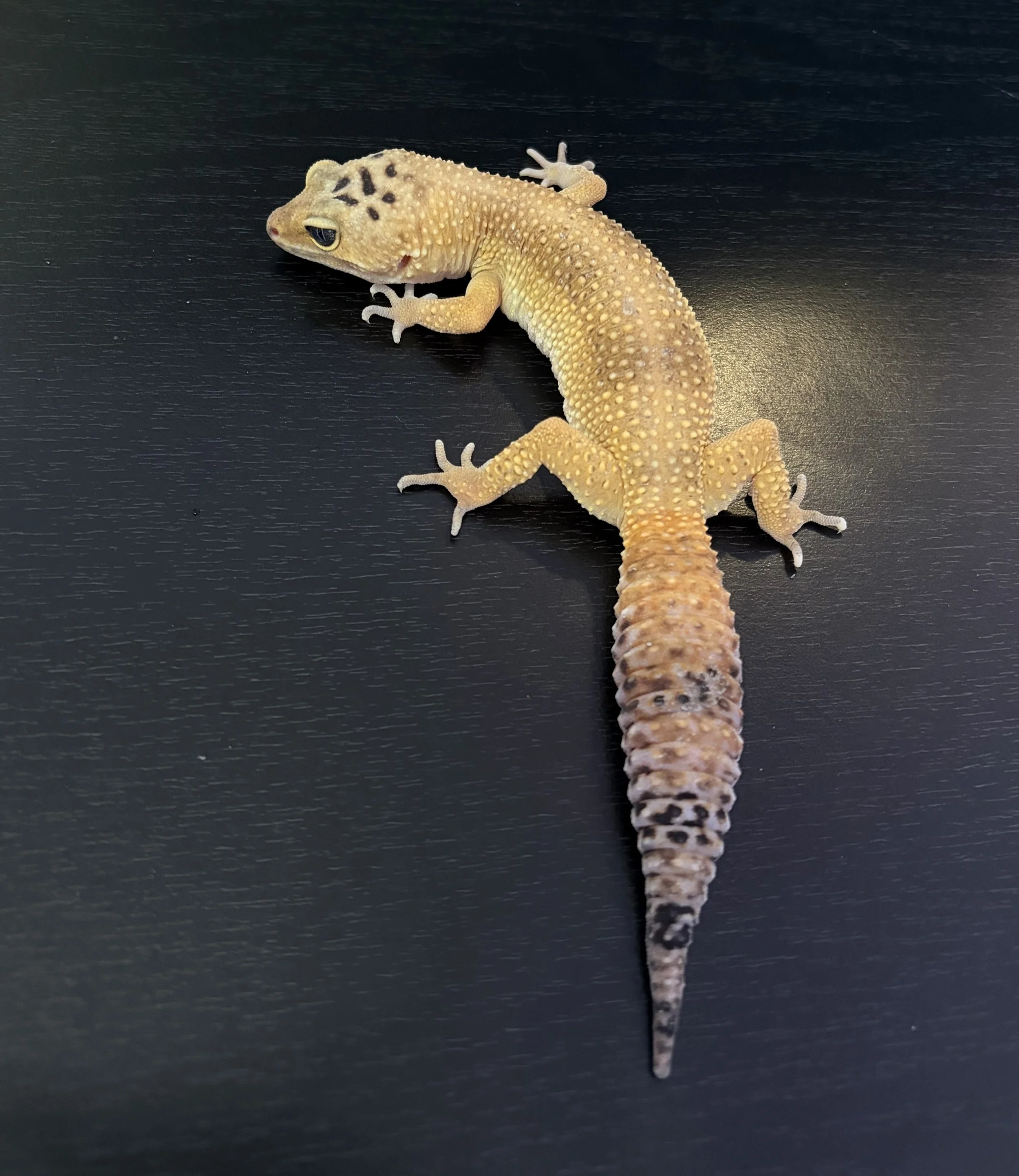 Sub adult Rescue: Eeny