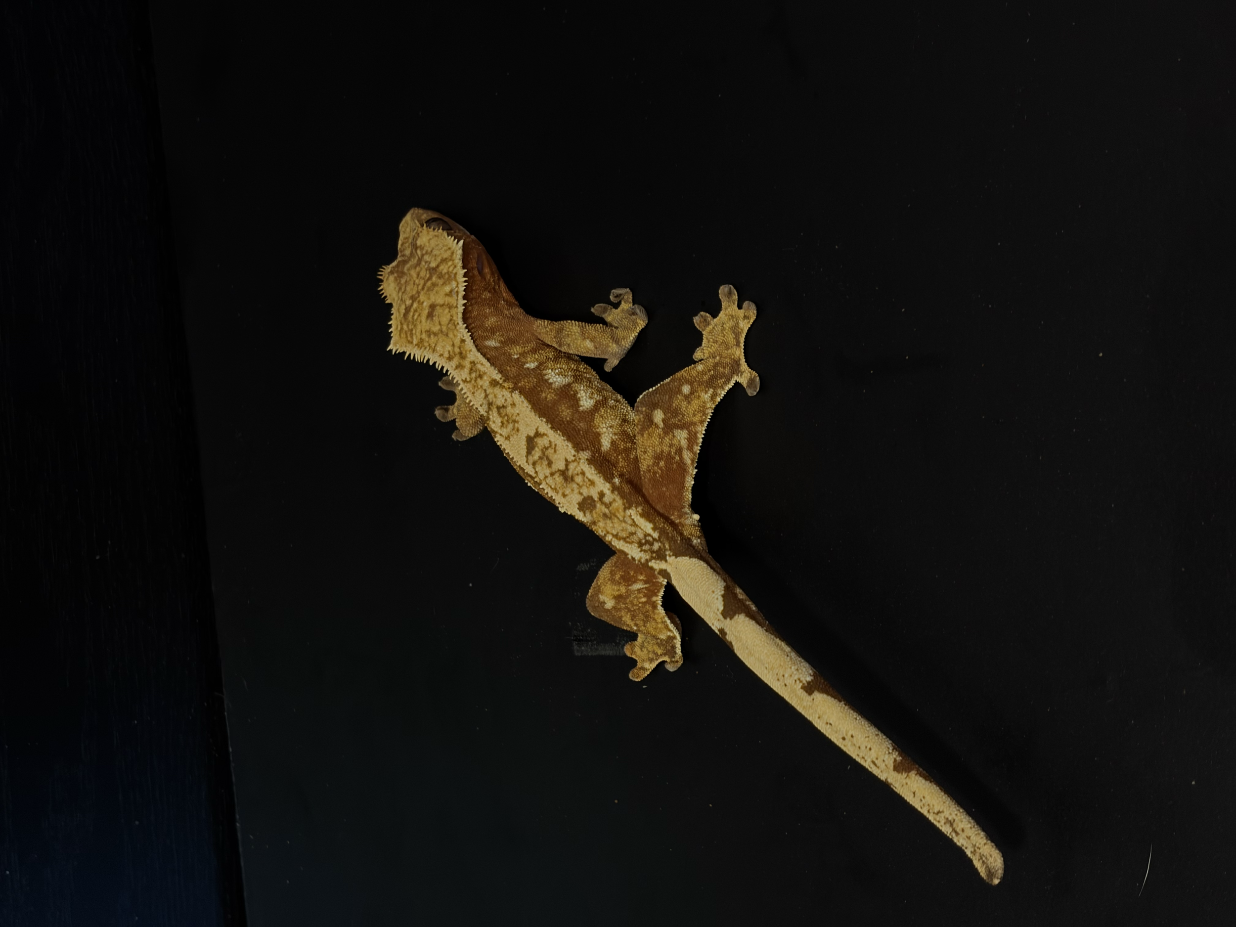 Sub adult female : Thelma