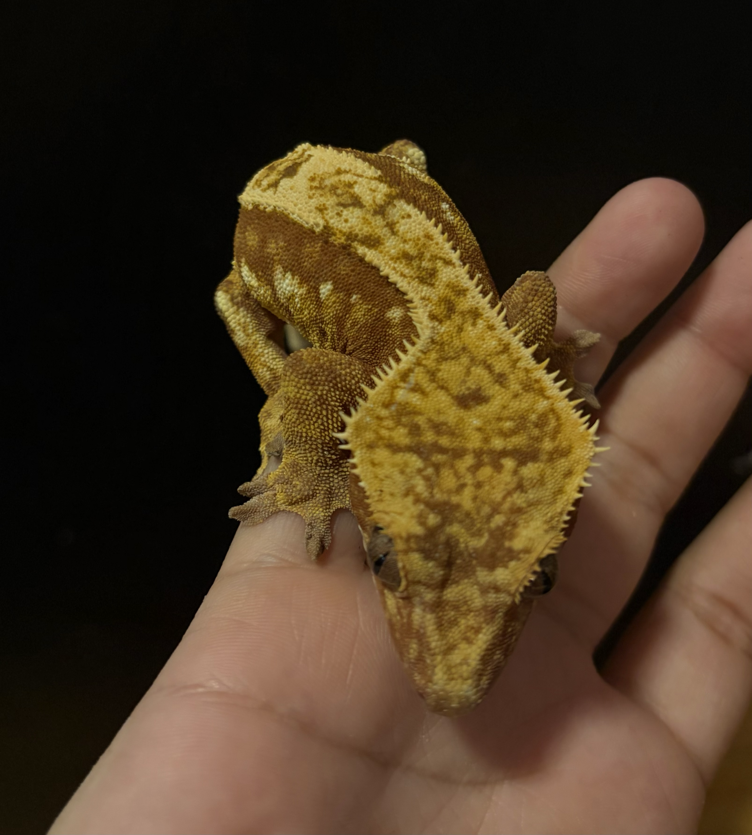 Sub adult female: thelma