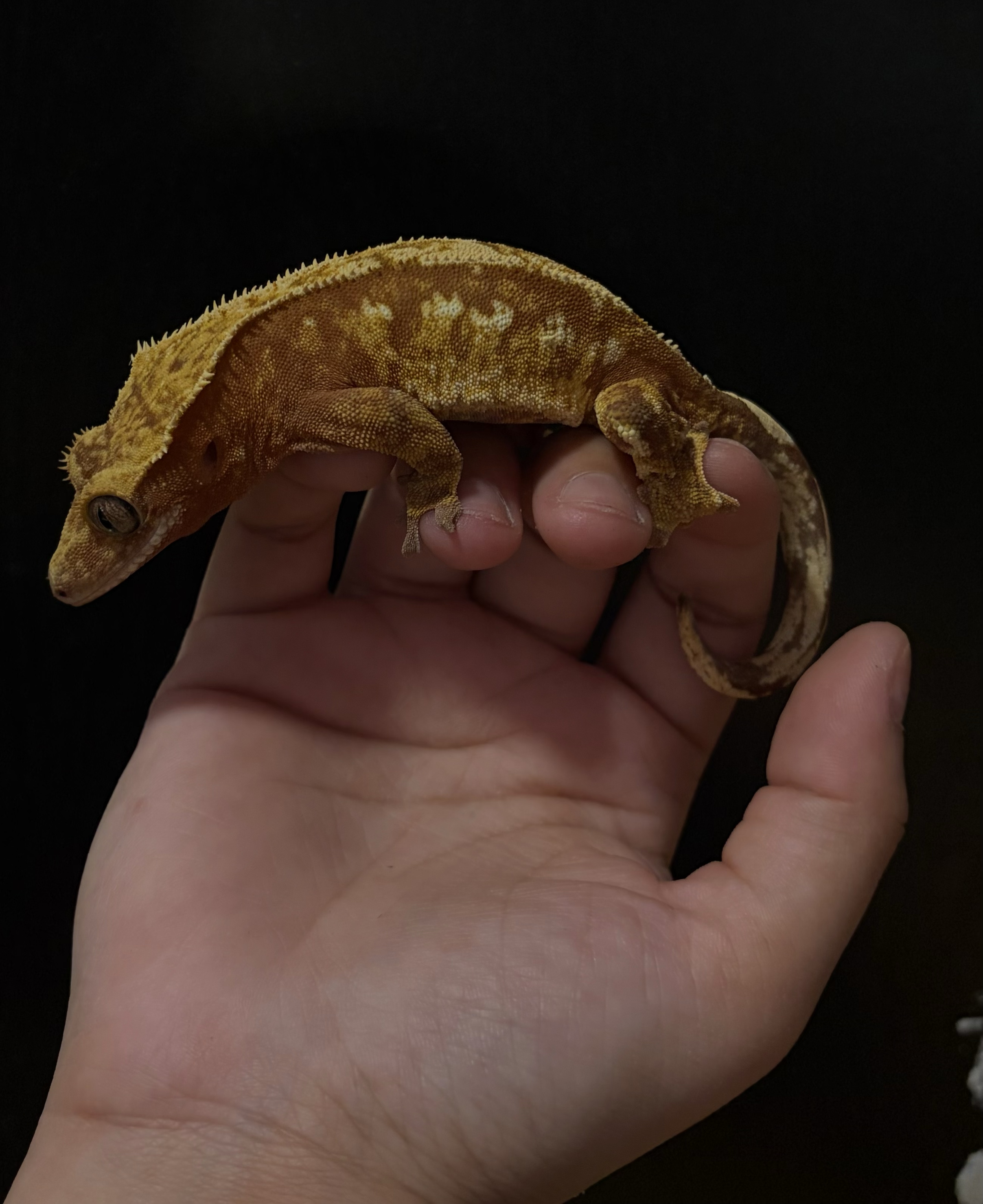 Sub adult female: Thelma